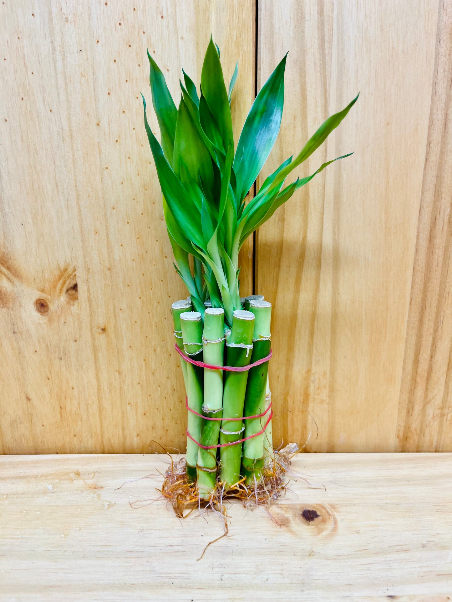 Live Lucky Bamboo 4” Stems
