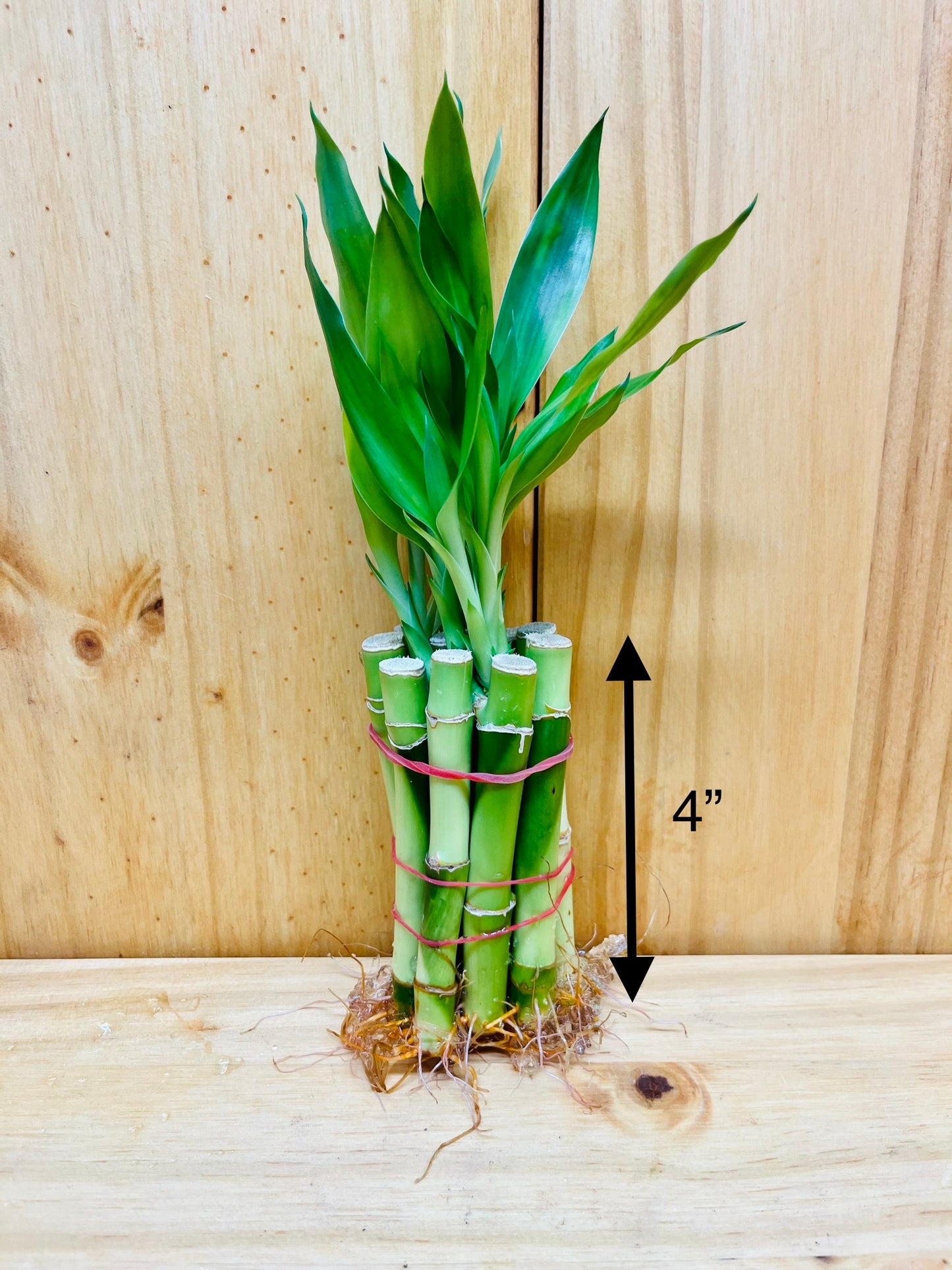 Live Lucky Bamboo 4” Stems