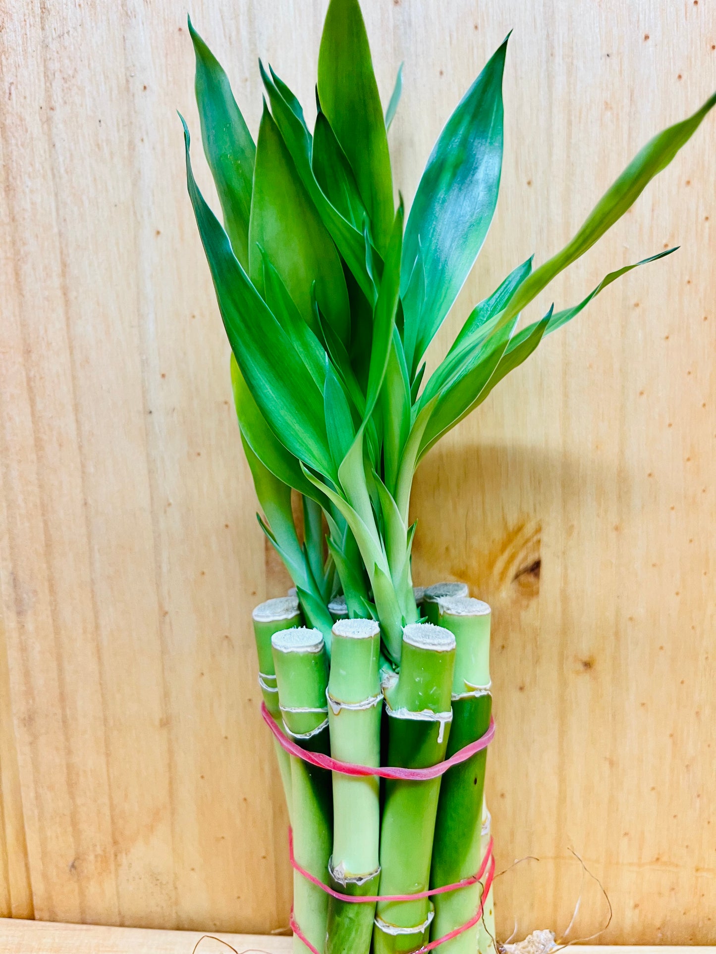 Live Lucky Bamboo 6” Plants