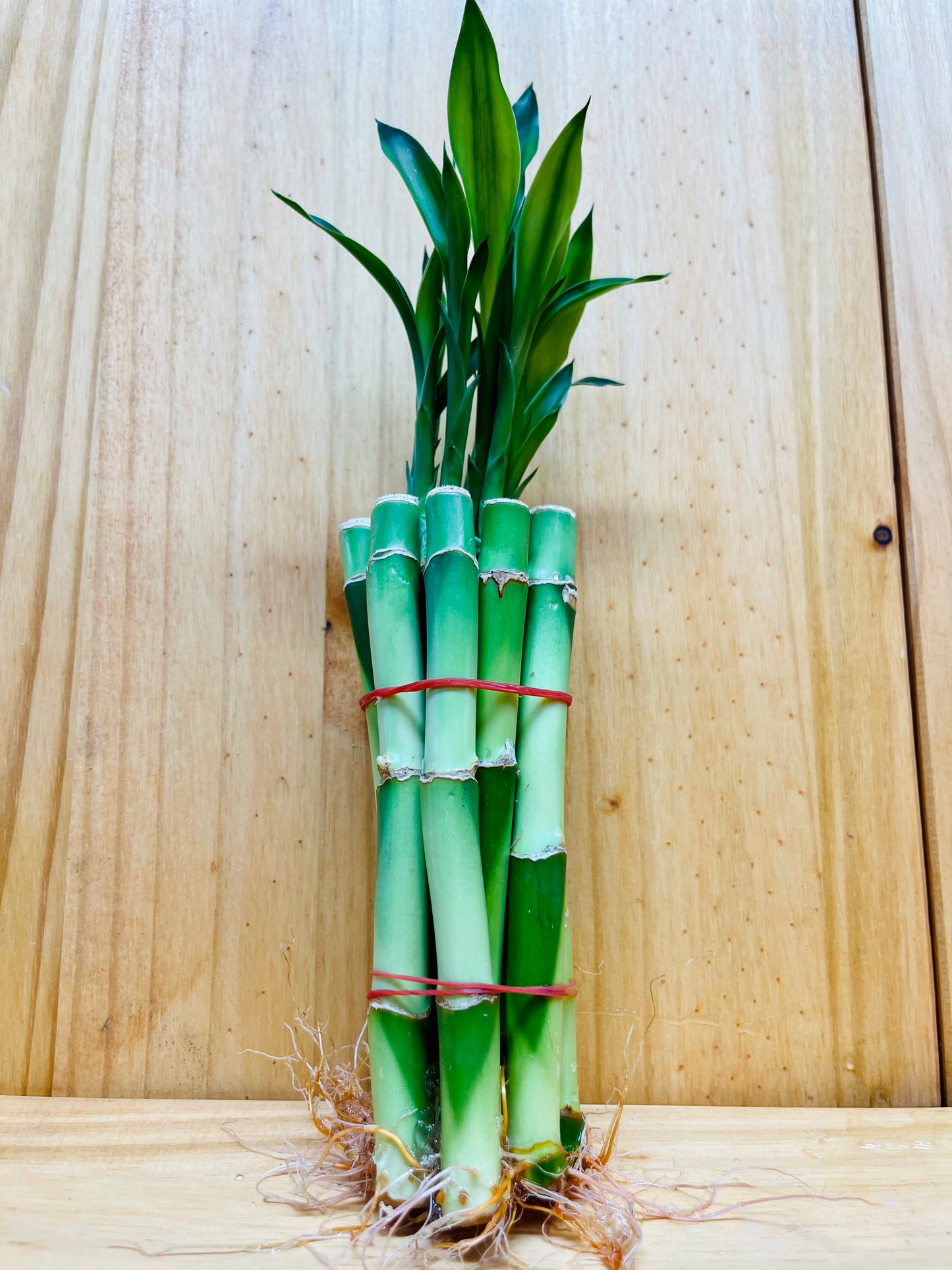 Live Lucky Bamboo 6” Plants