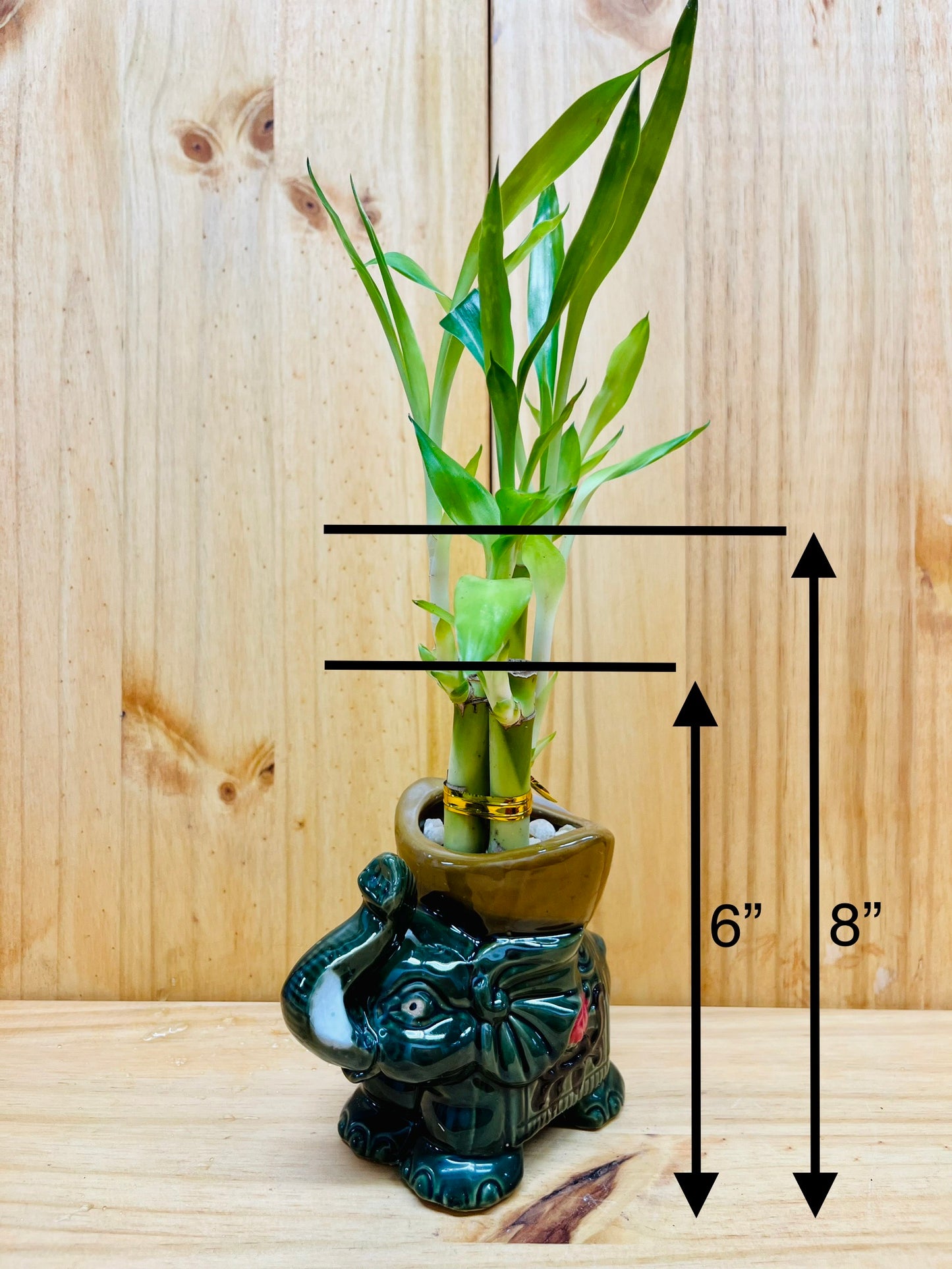 Lucky Bamboo in Ceramic Elephant Vase 3 Stem 6”6”8” Bamboo