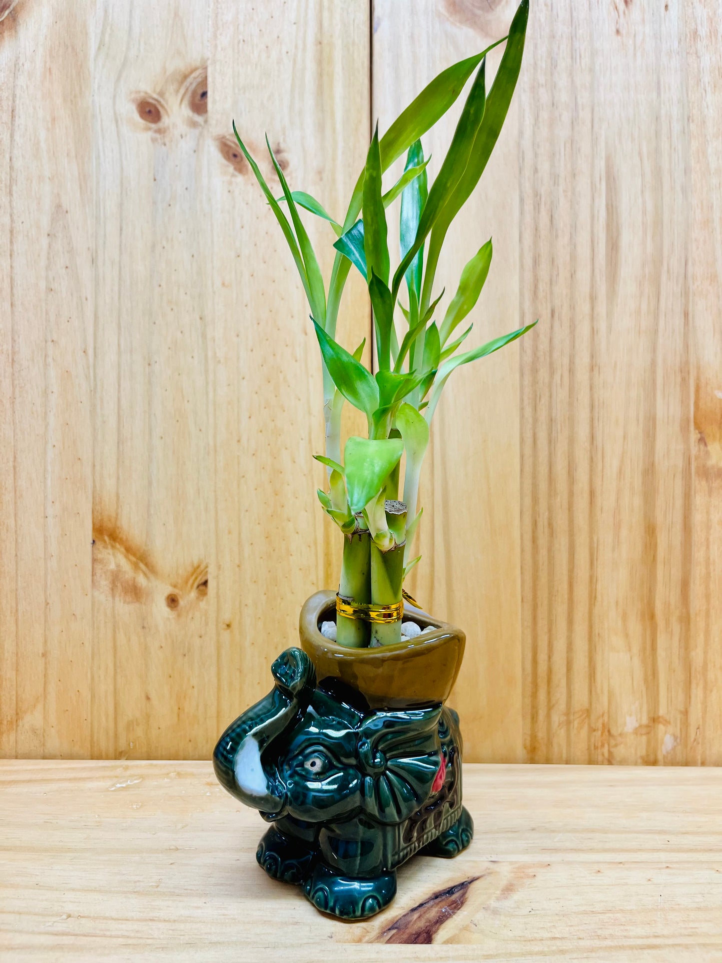 Lucky Bamboo in Ceramic Elephant Vase 3 Stem 6”6”8” Bamboo