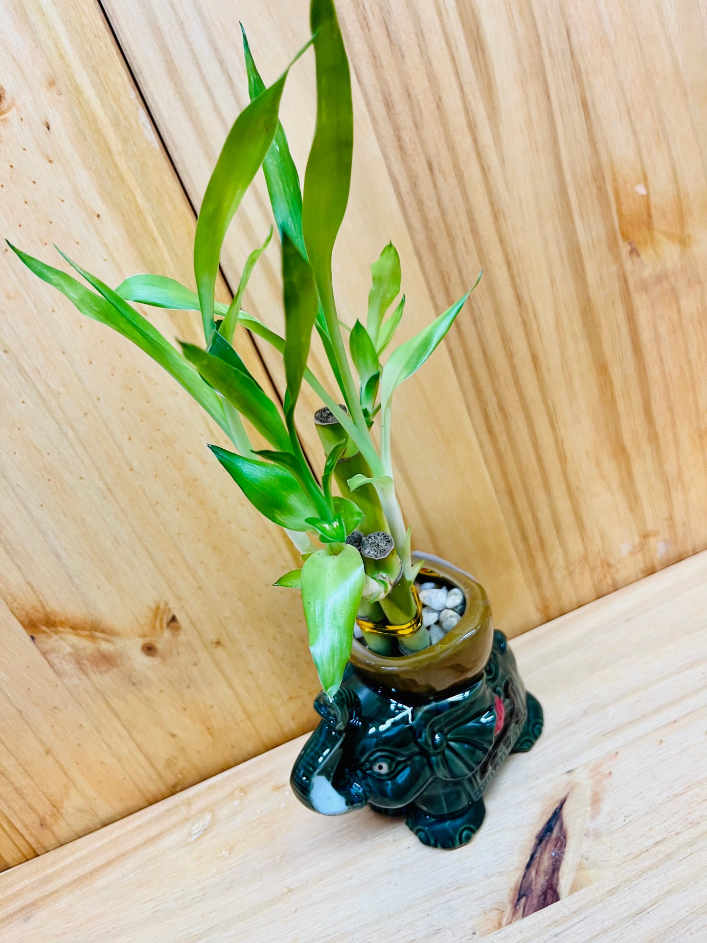 Lucky Bamboo in Ceramic Elephant Vase 3 Stem 6”6”8” Bamboo