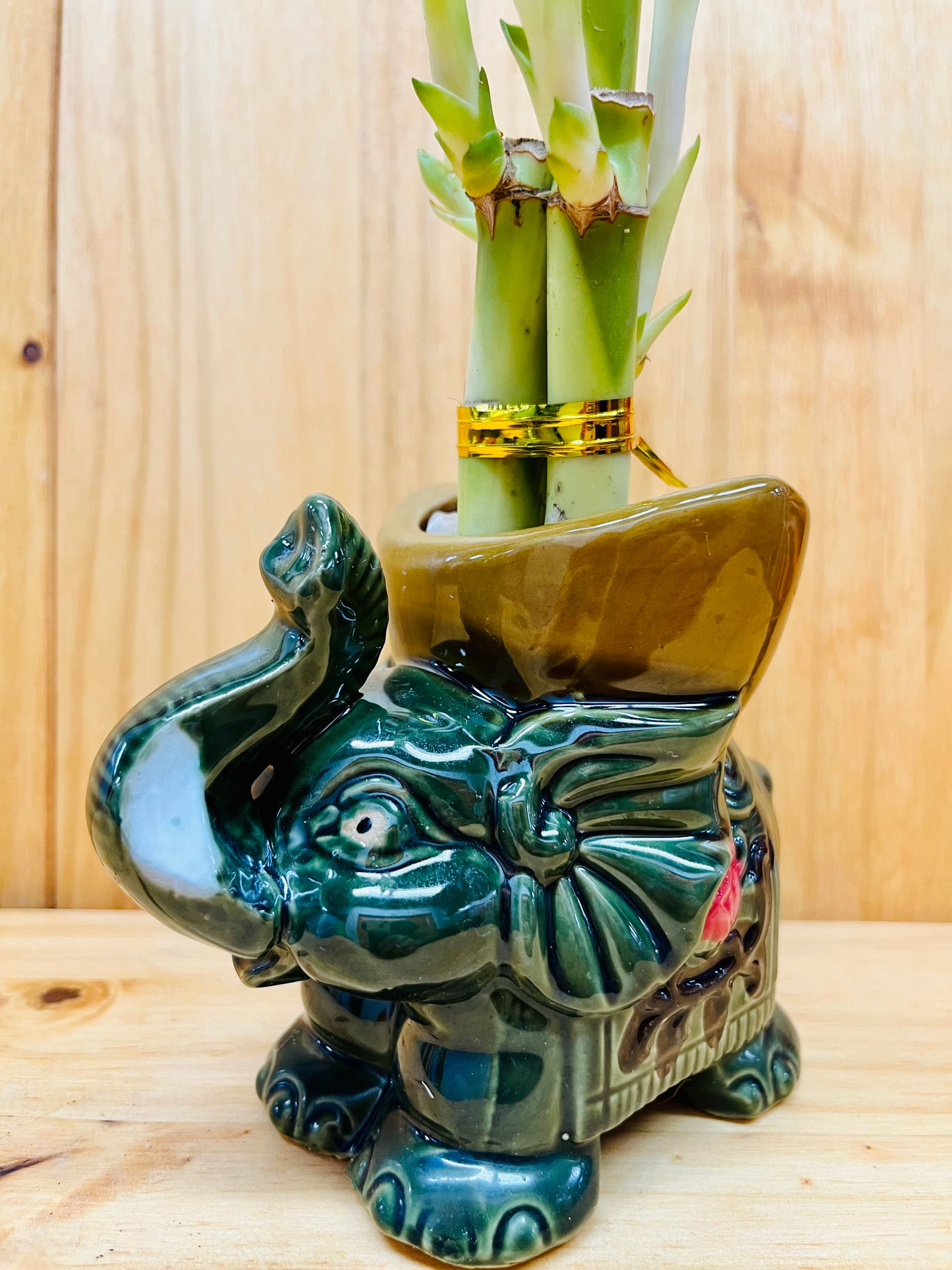 Lucky Bamboo in Ceramic Elephant Vase 3 Stem 6”6”8” Bamboo