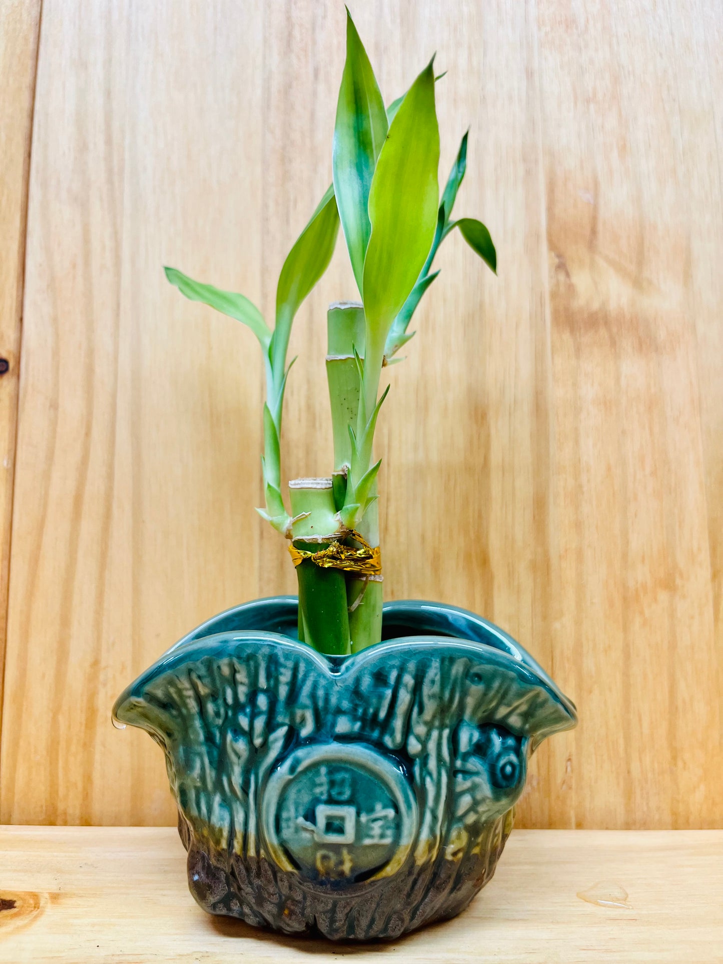 Lucky Bamboo 4”4”6” en jarrón de cerámica