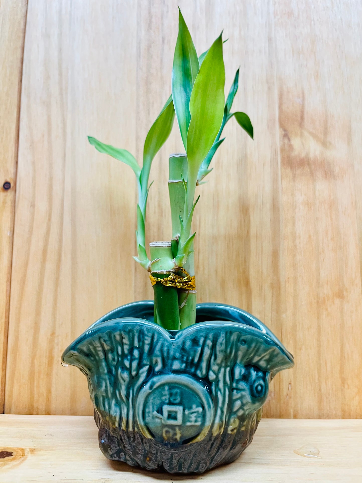 Lucky Bamboo 4”4”6” en jarrón de cerámica