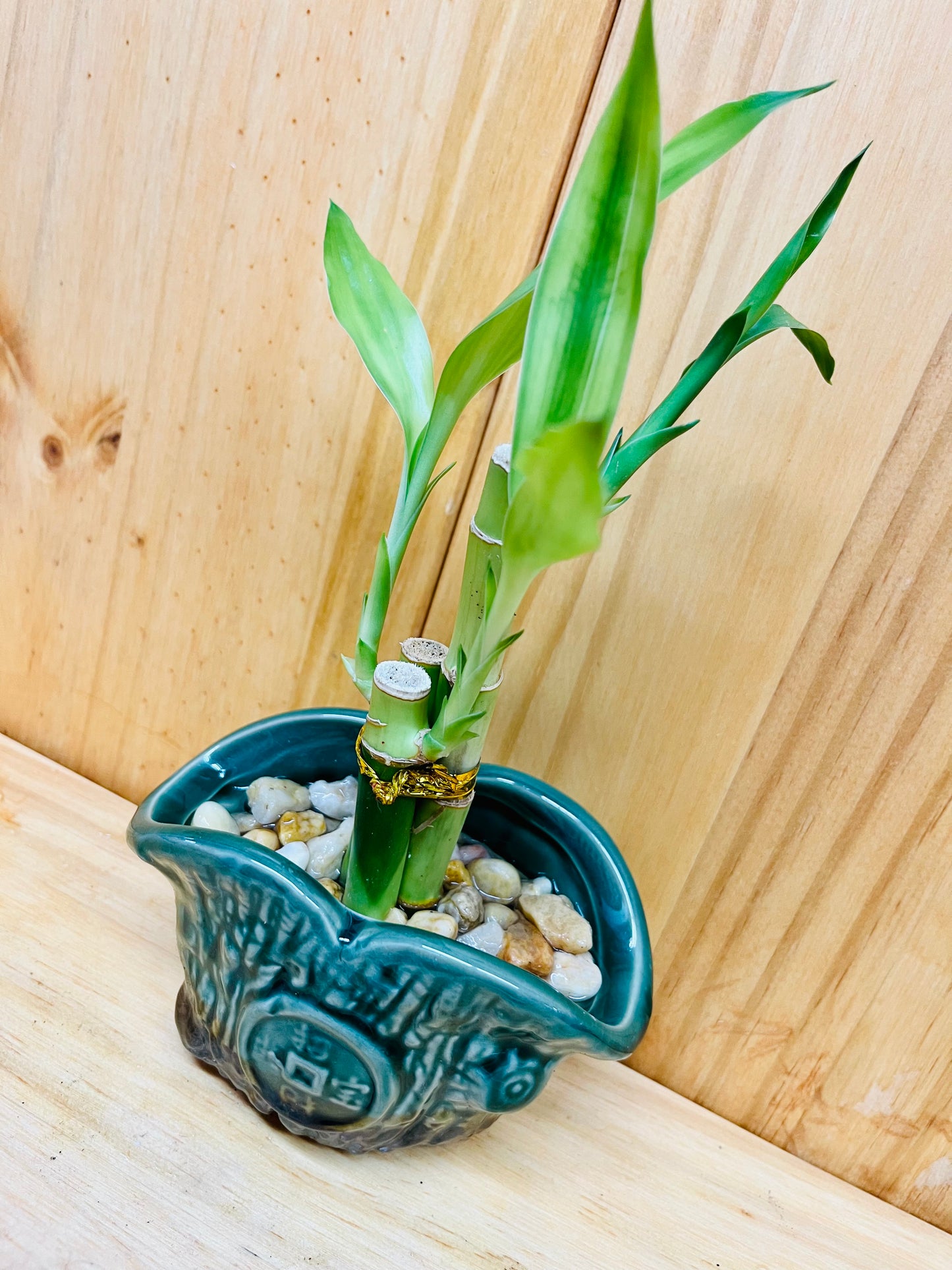 Lucky Bamboo 4”4”6” en jarrón de cerámica