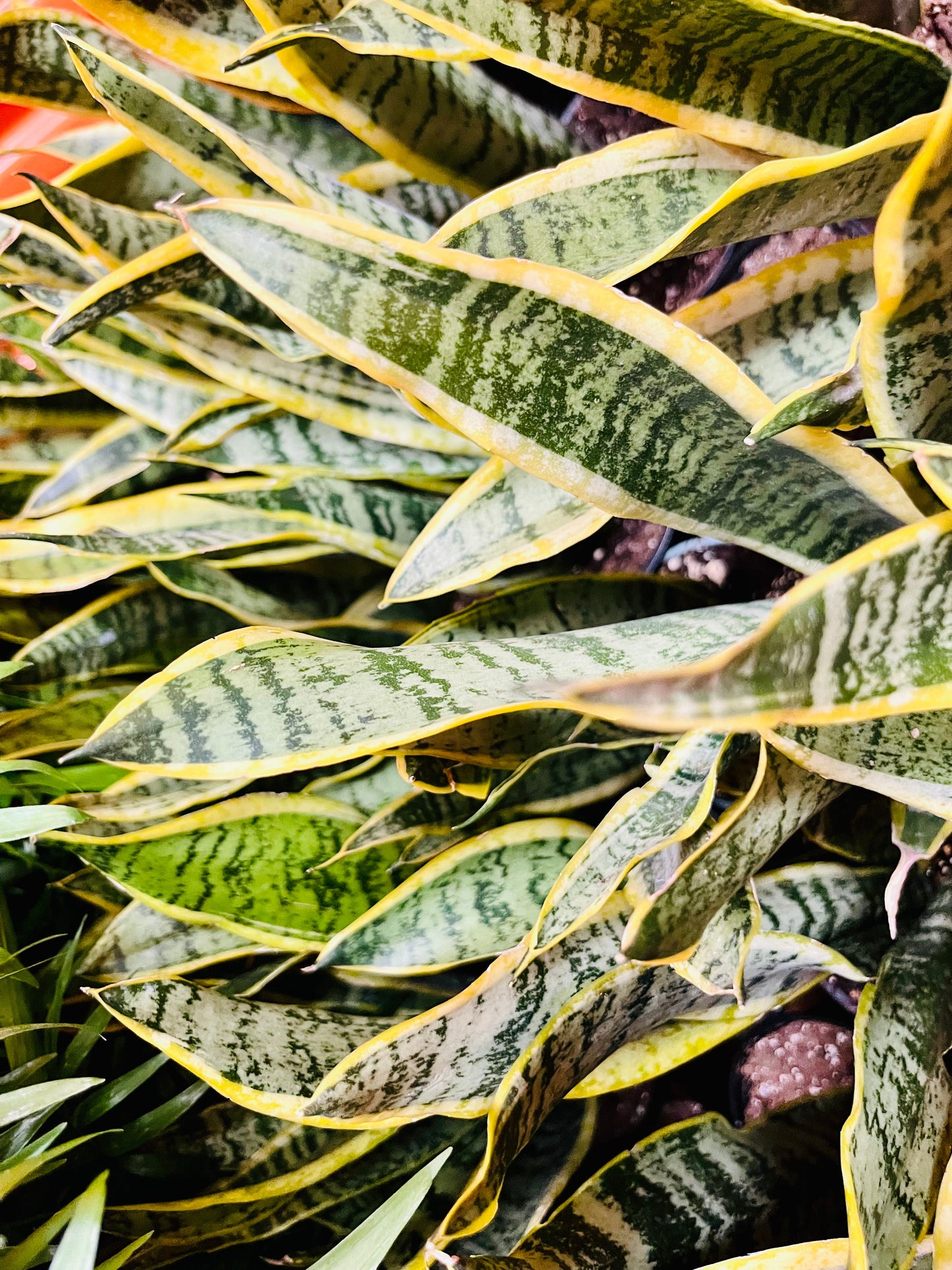 Paquete básico de tres plantas de fácil cuidado para plantas de interior. Planta Serpiente, Jade y Canción de la India de 4” incluye macetas con cubierta blanca