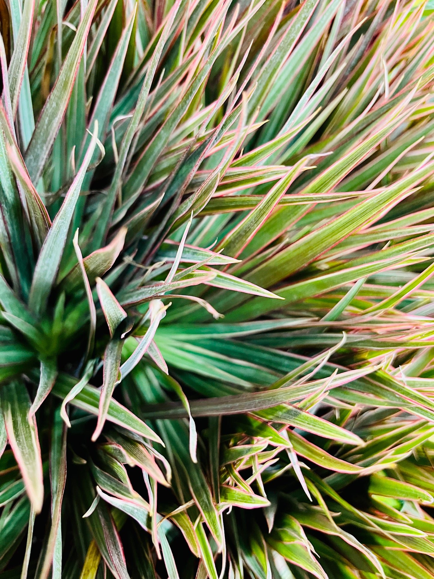 Bicolor Dracaena 4" incluye Maceta con Tapa Blanca