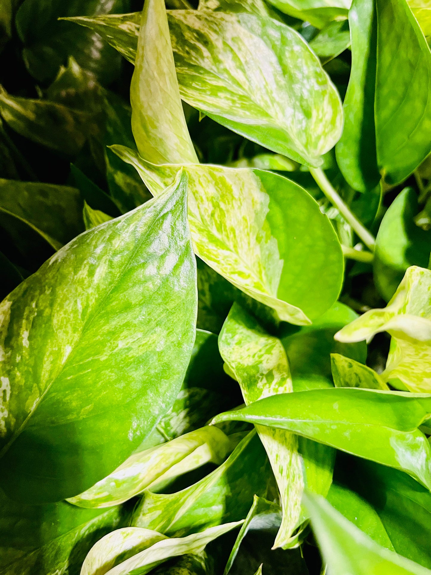 Golden Pothos 8” Hanging Basket