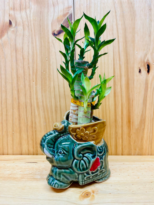 Lucky Lotus Bamboo Elephant in Ceramic Vase includes River Rocks