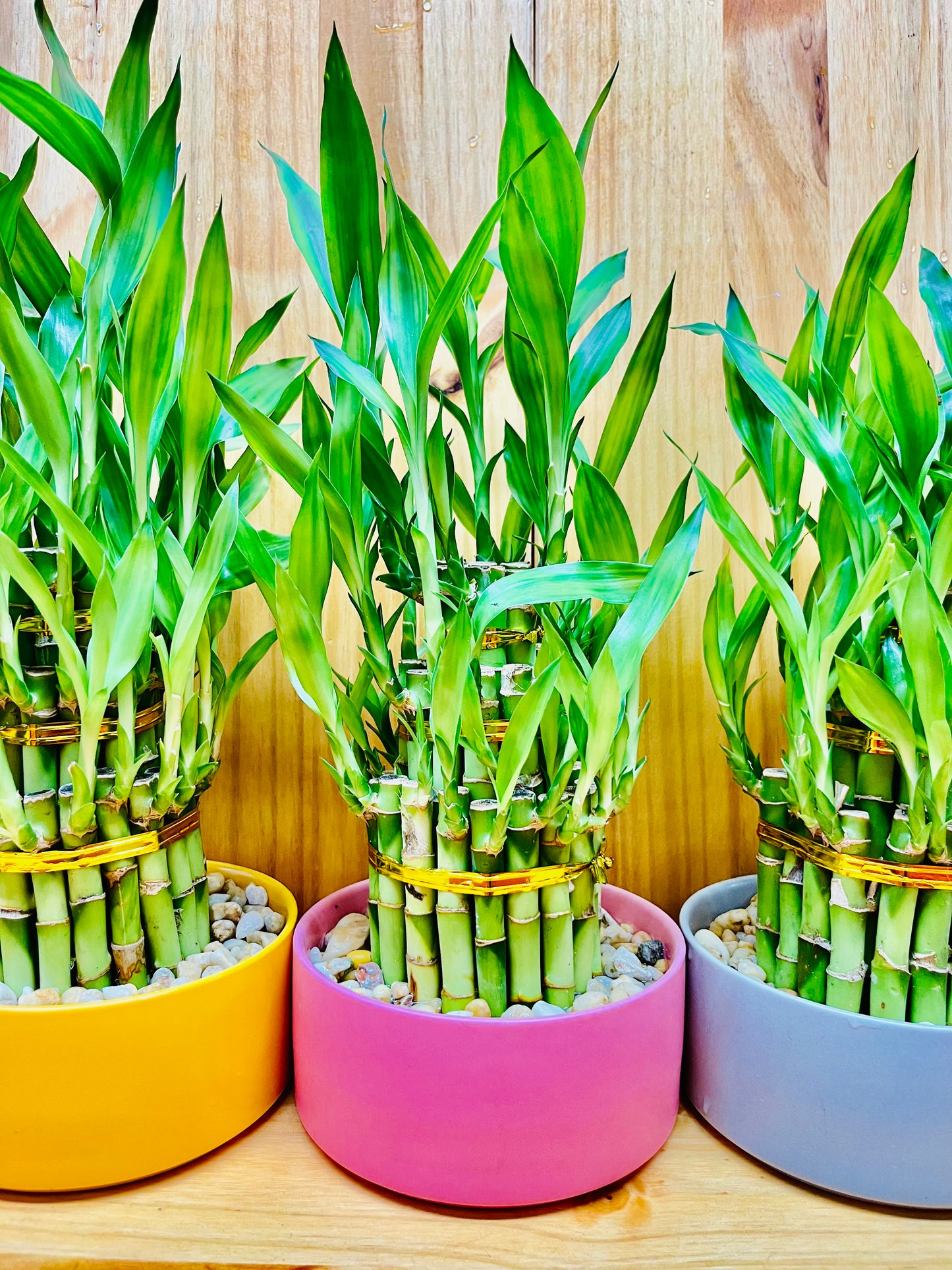 Lucky Bamboo Three Tier in Ceramic Vase