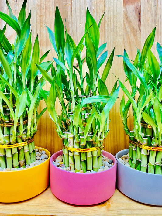 Lucky Bamboo Three Tier in Ceramic Vase