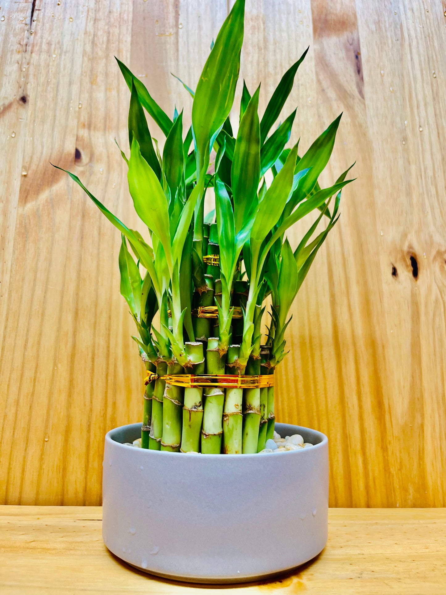 Round Ceramic Gray Vase For Lucky Bamboo