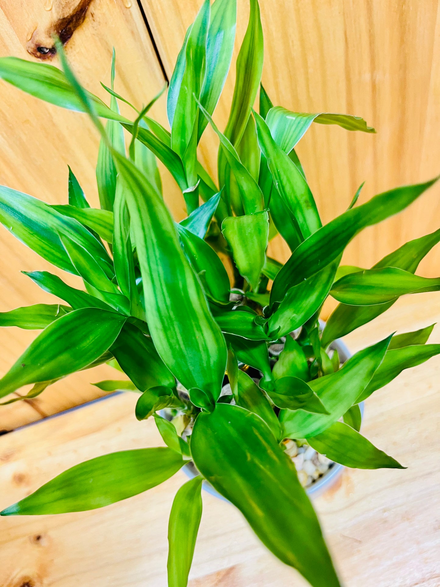 Lucky Bamboo Three Tier in Ceramic Vase