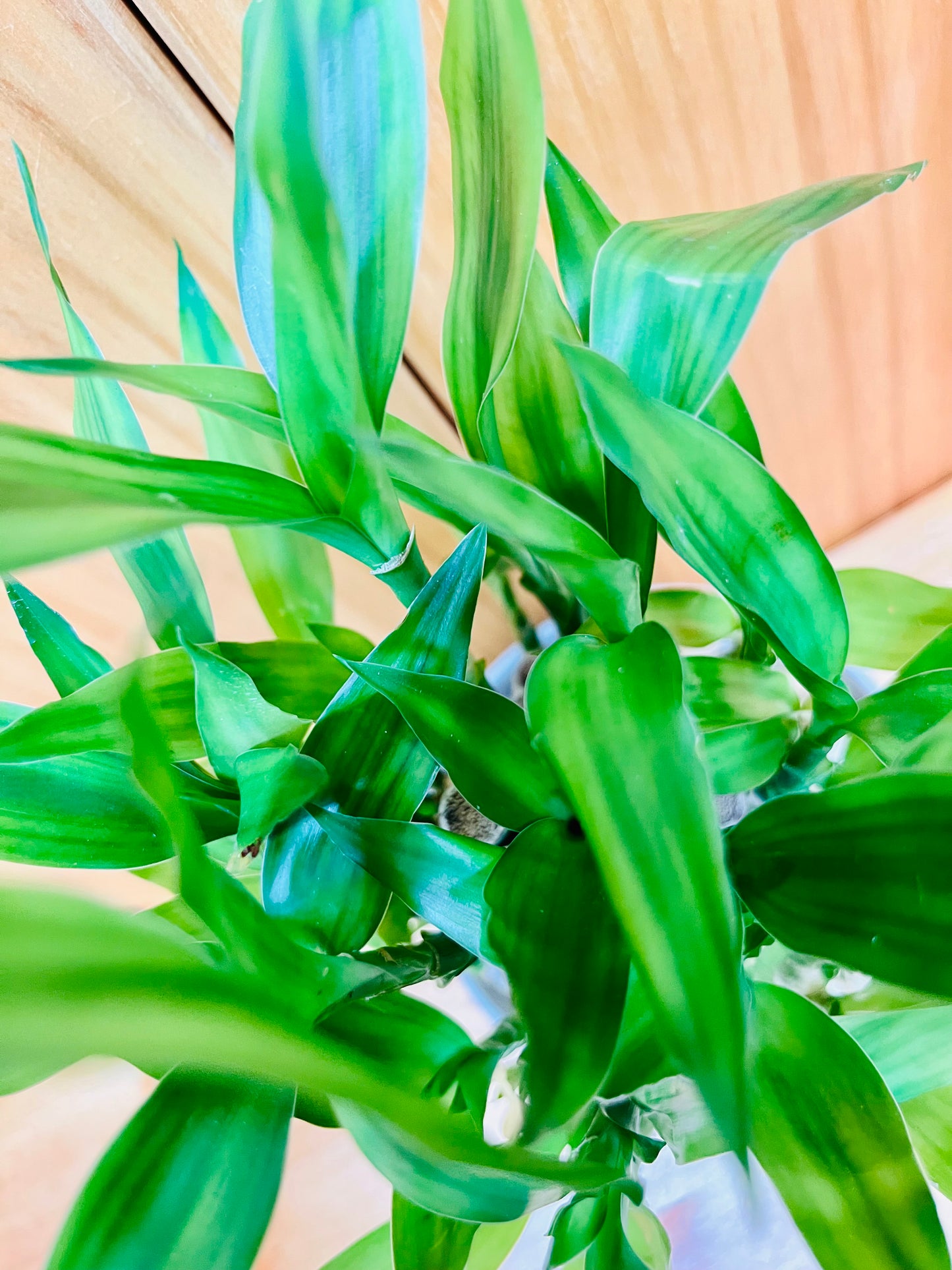 Lucky Bamboo Three Tier in Ceramic Vase