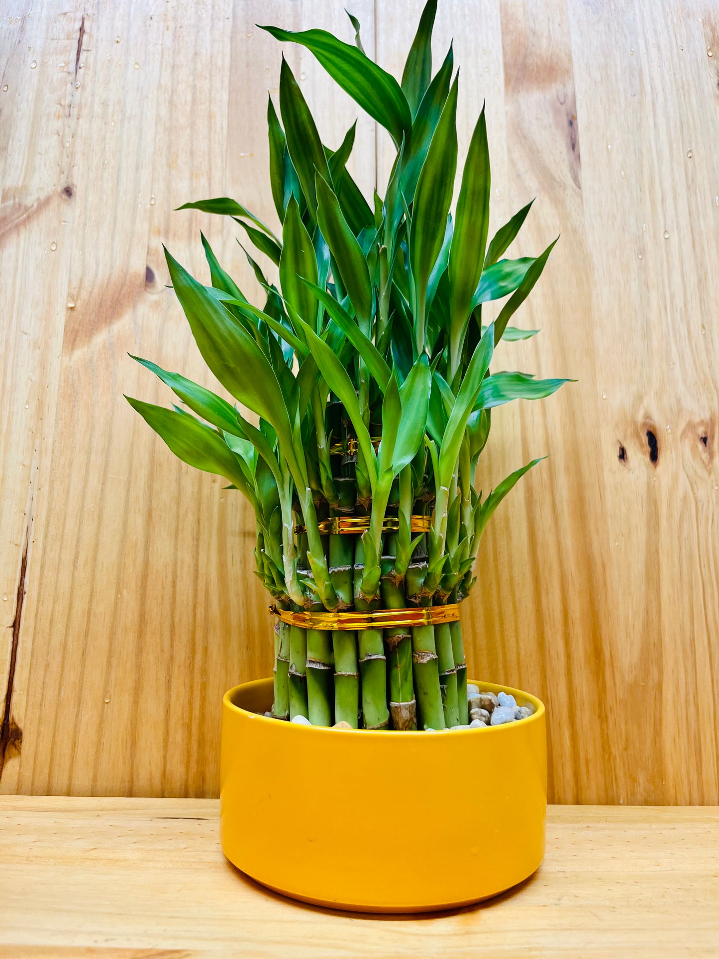 Round Ceramic Yellow Vase For Lucky Bamboo