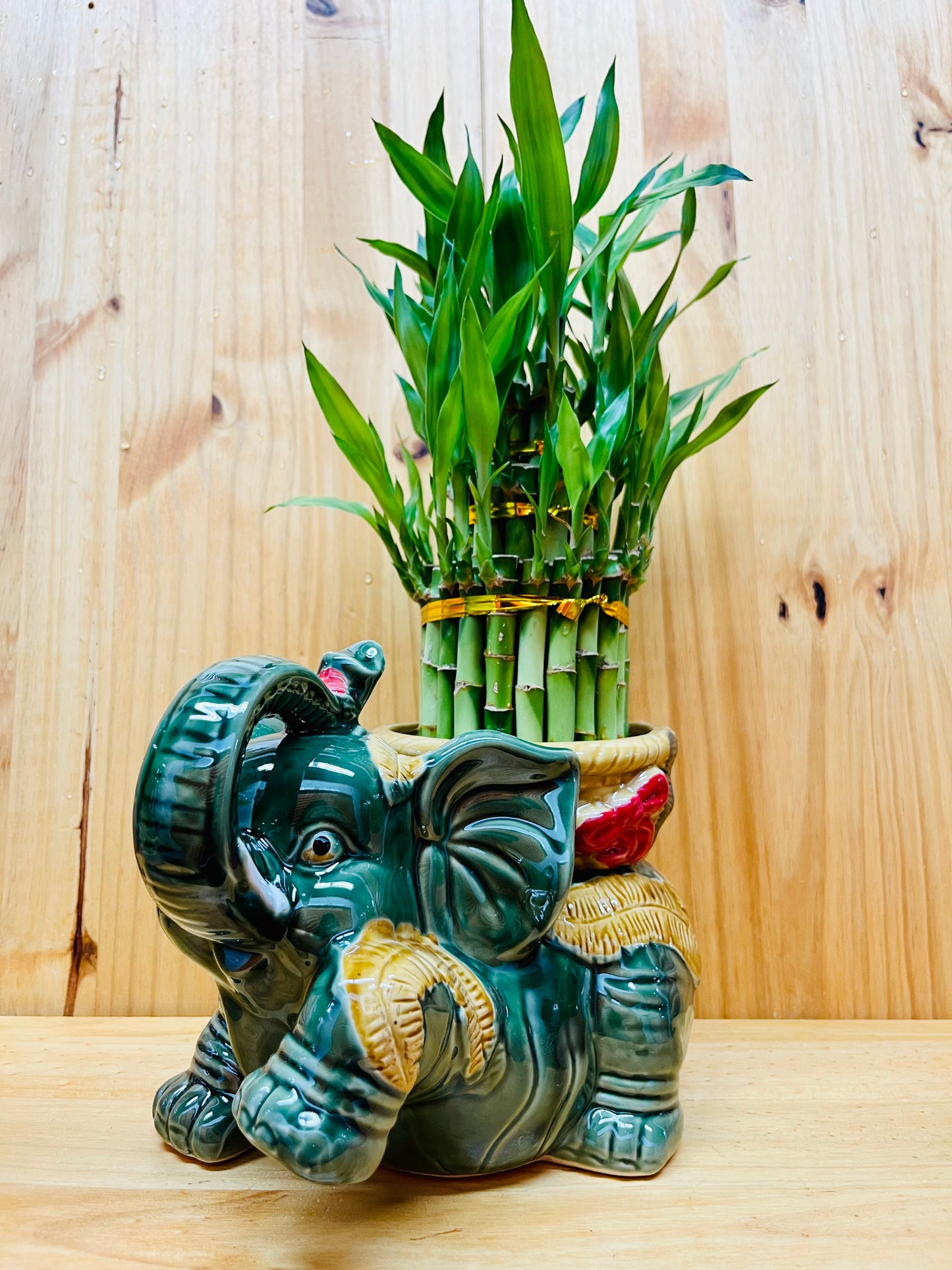 Large Lucky Bamboo Elephant vase with three tier live lucky bamboo plant for feng shui, housewarming gift & other occasions