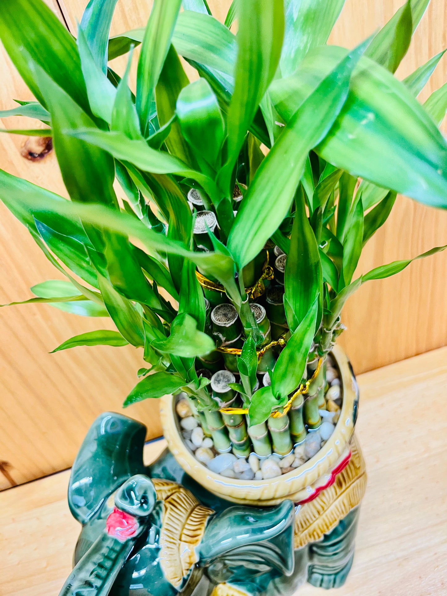Jumbo Ceramic Lucky Bamboo Elephant