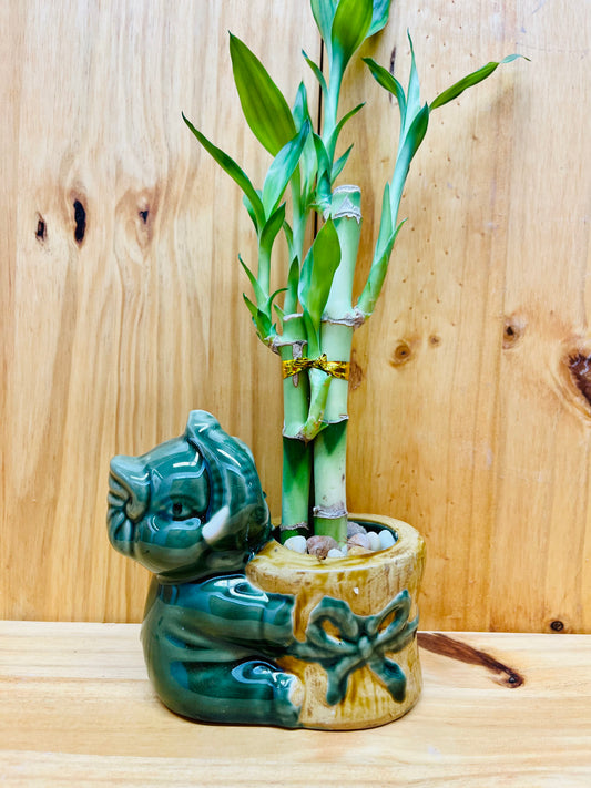Lucky Bamboo in Ceramic Elephant Vase 3 Stem 6”6”8” Bamboo