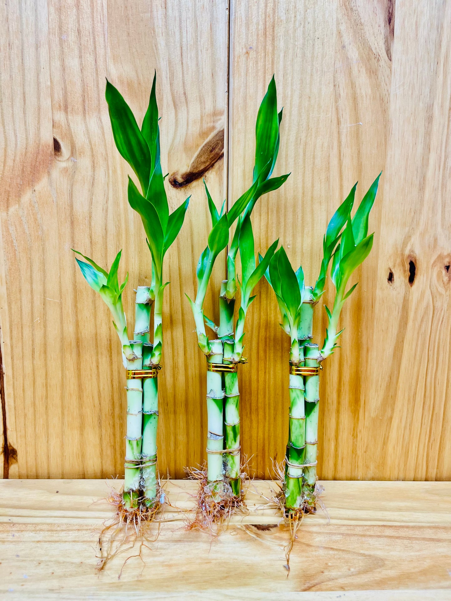 Lucky Bamboo Arrangements 3 Stem 6”6”8”