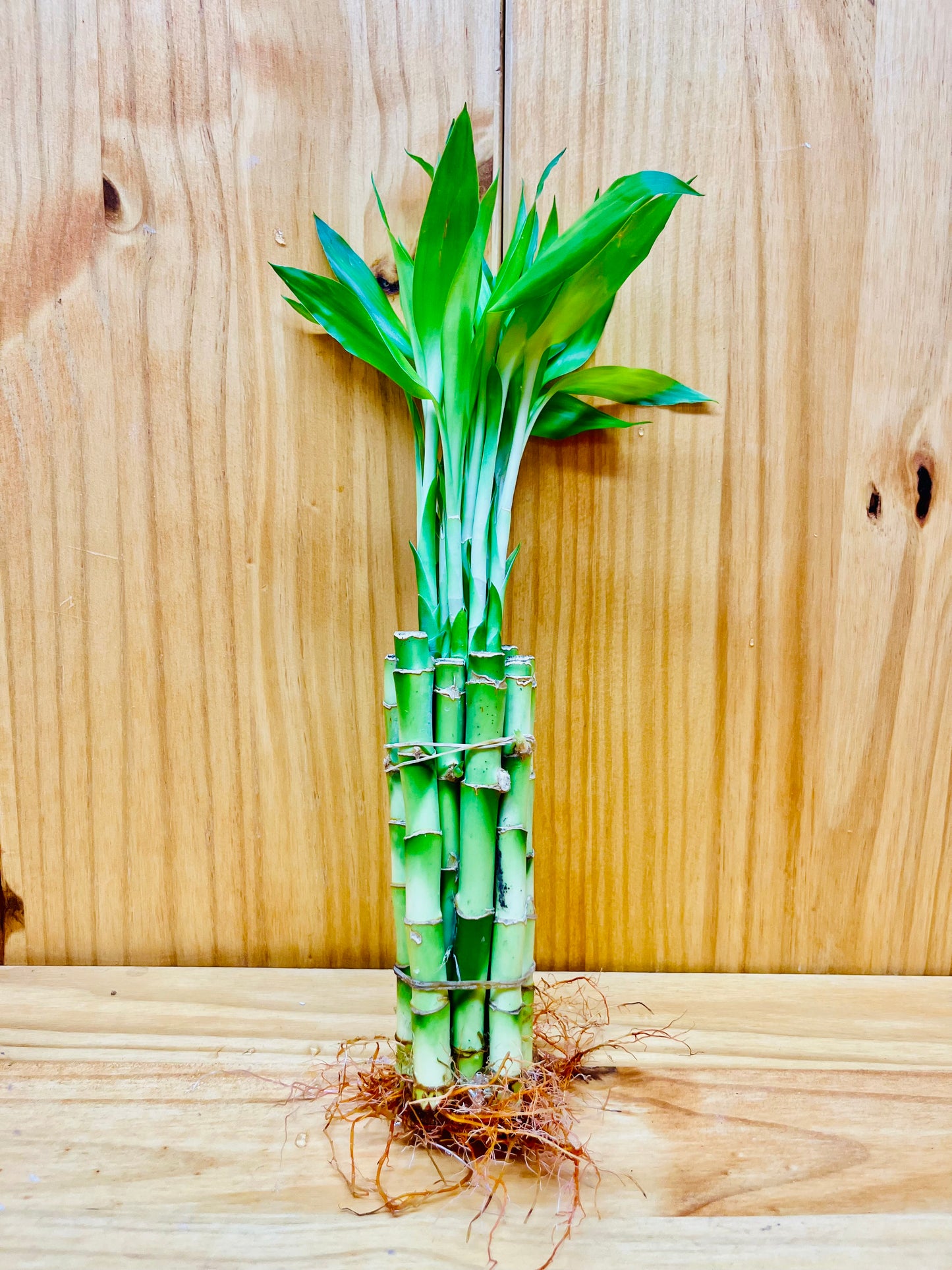 Live Lucky Bamboo 6” Plants