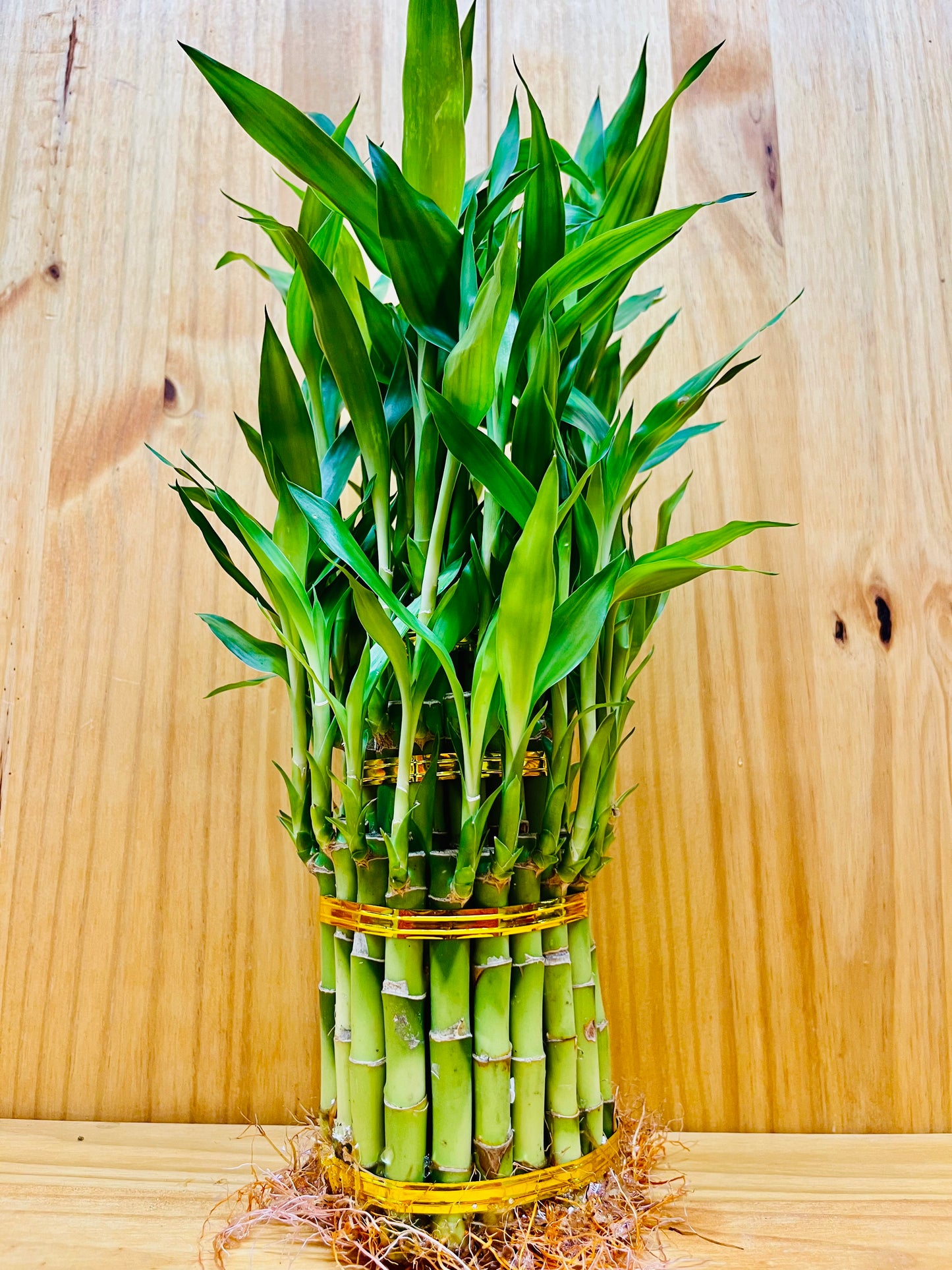 Lucky Bamboo Tower 3 Tier Arrangement