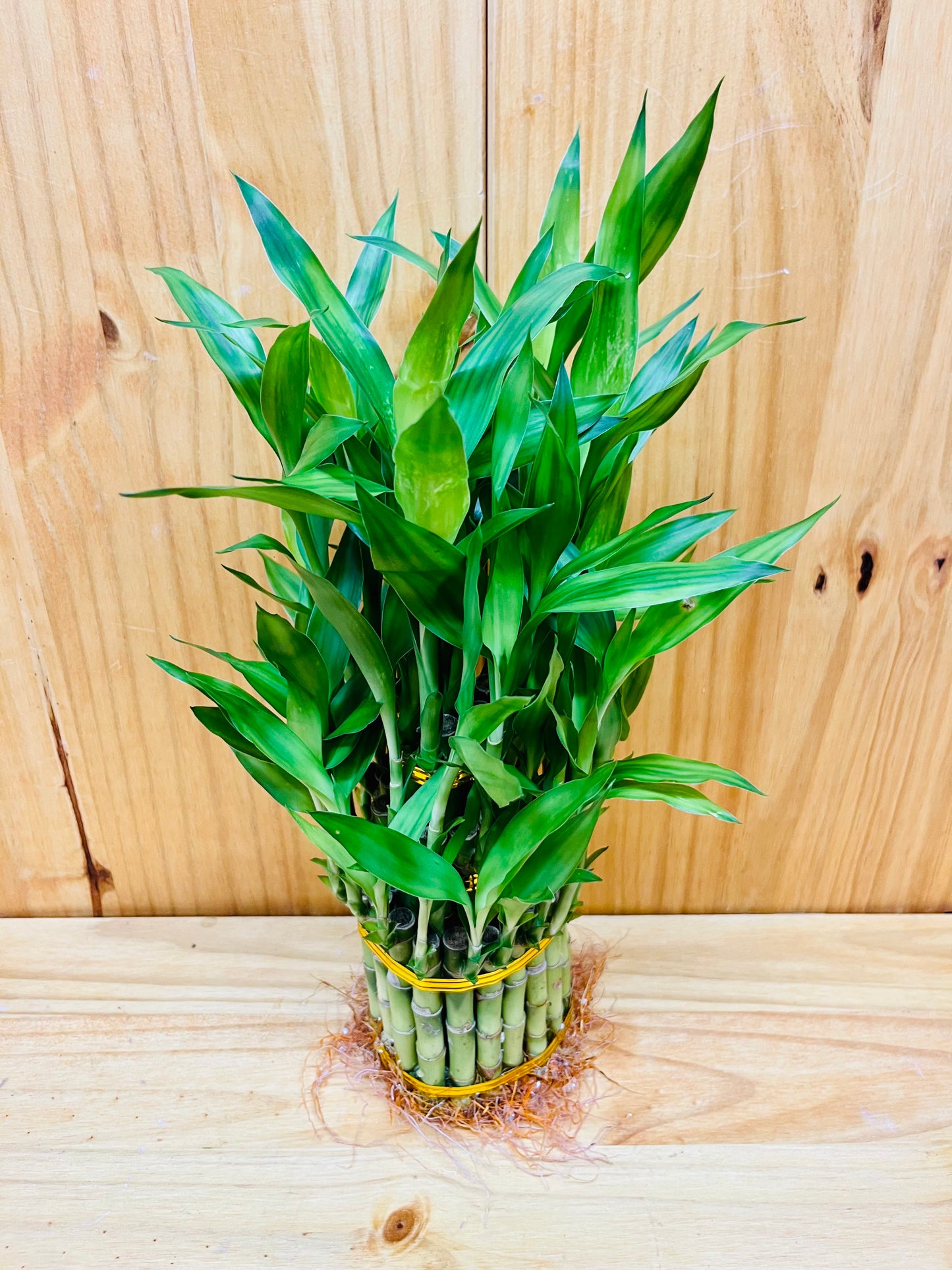 Lucky Bamboo Tower 3 Tier Arrangement
