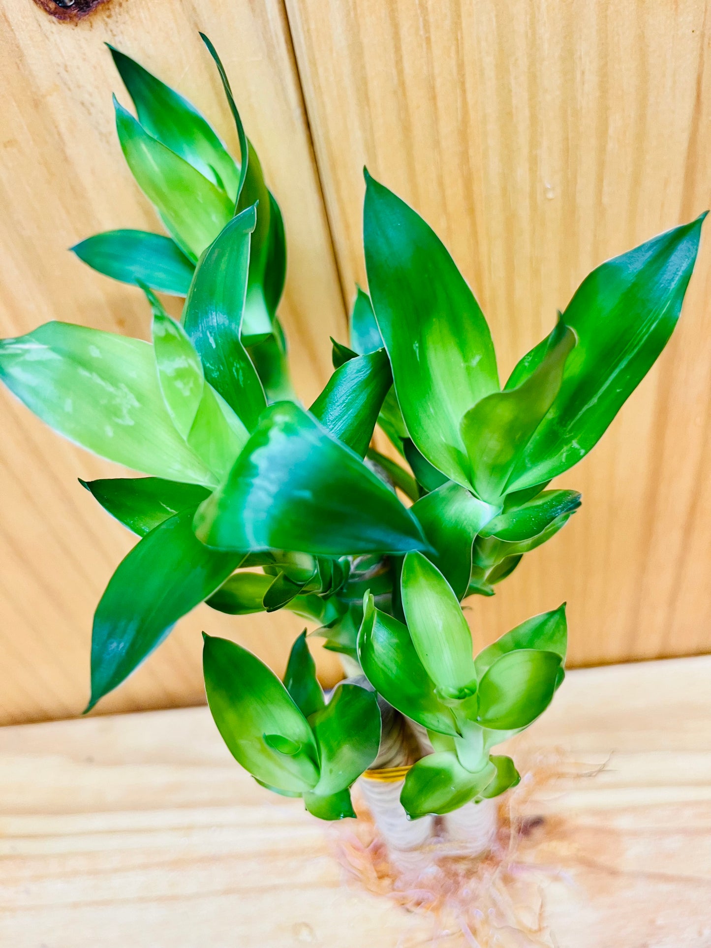 Lotus Lucky Bamboo Arrangements