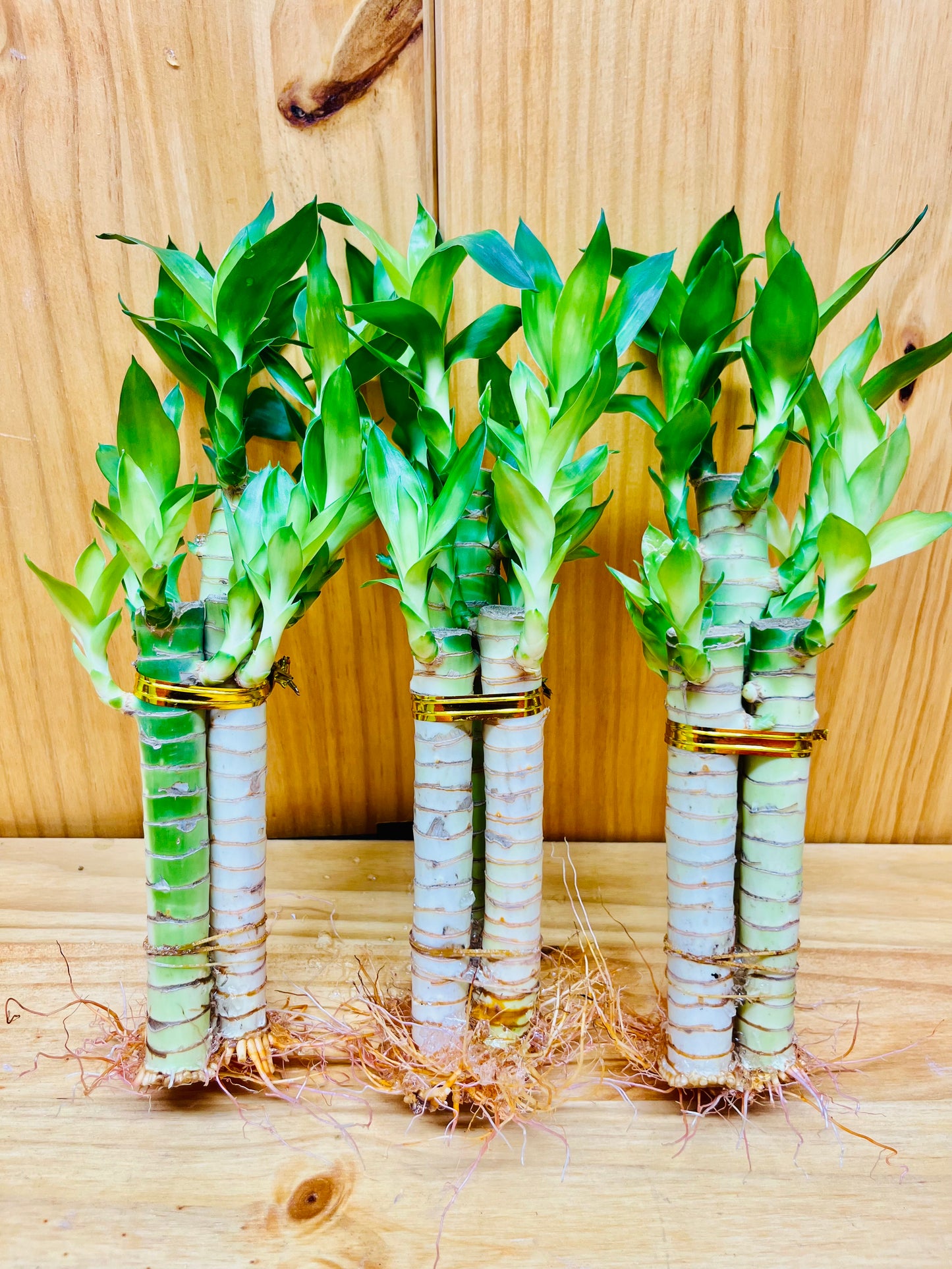 Lotus Lucky Bamboo Arrangements