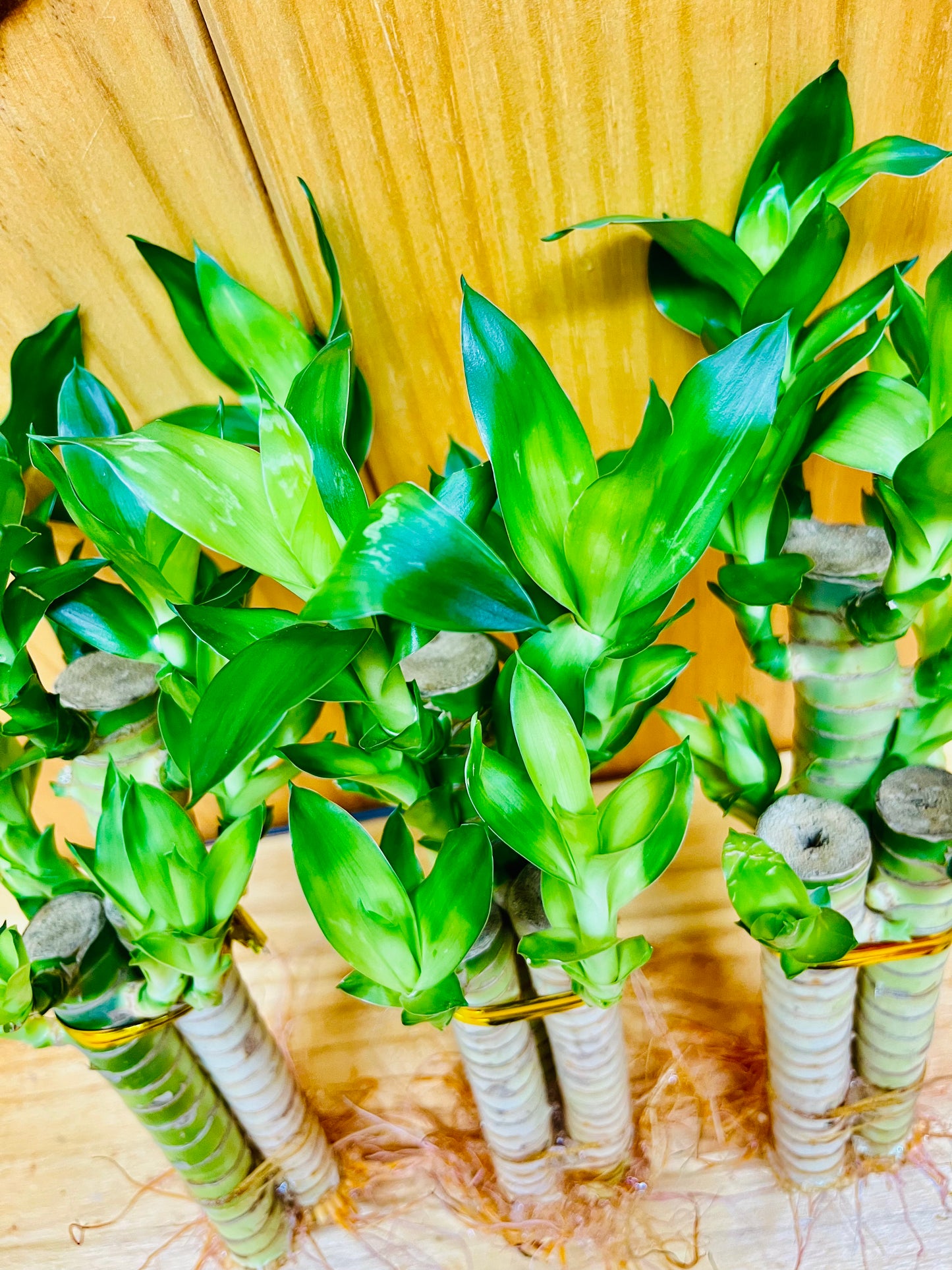 Lotus Lucky Bamboo Arrangements