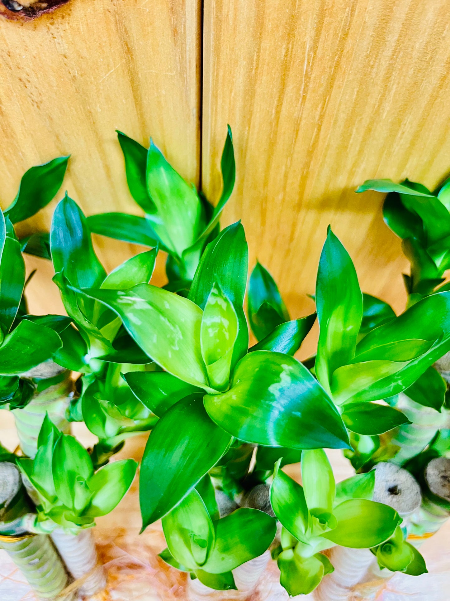 Lotus Lucky Bamboo Arrangements