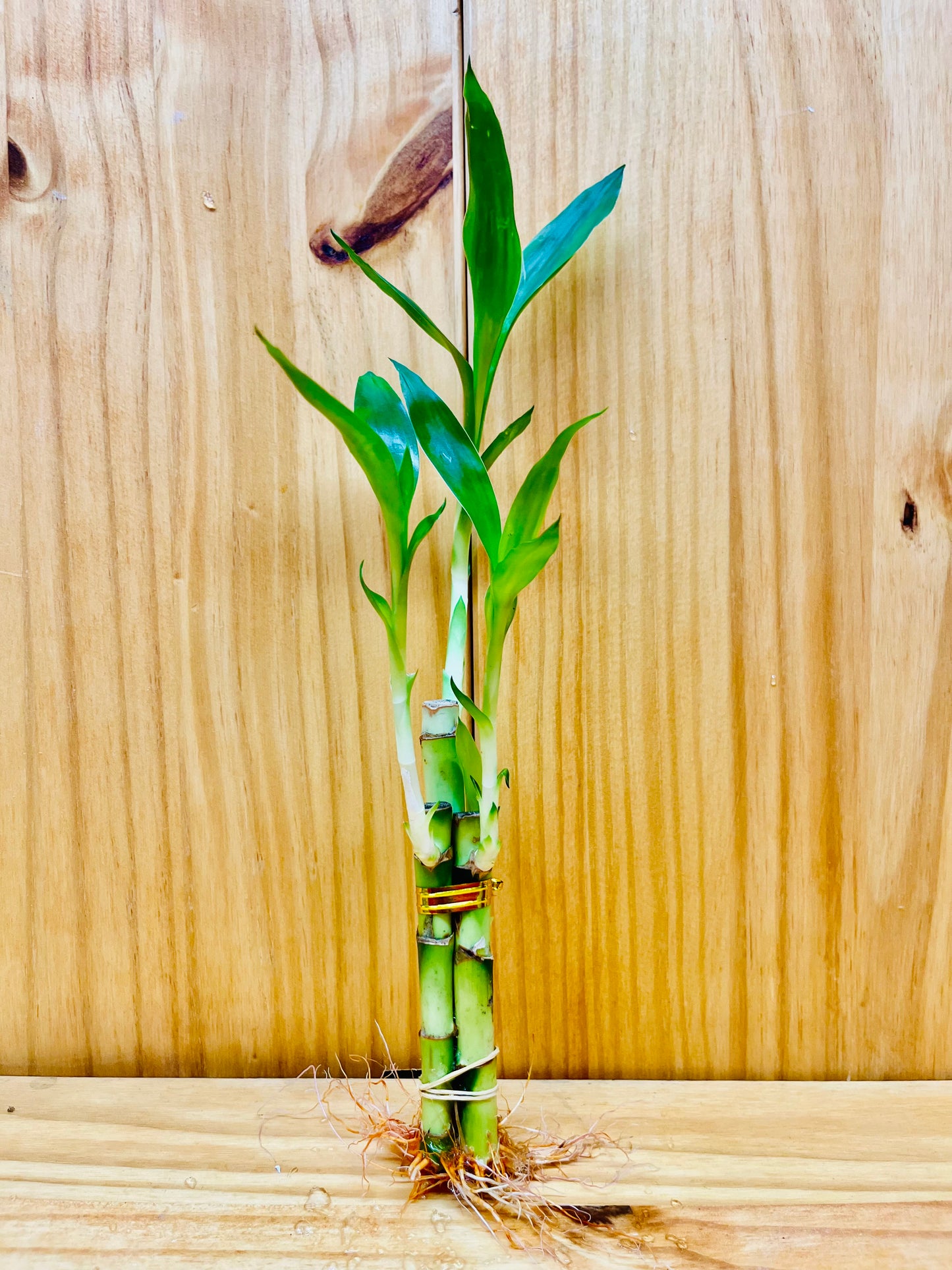 Lucky Bamboo Arrangements 3 Stem 4”4”6”