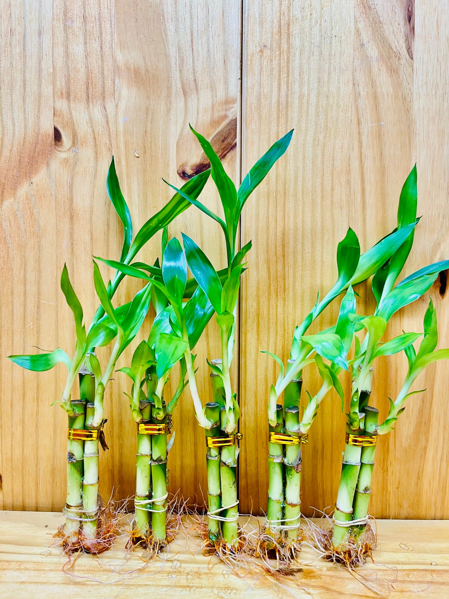 Lucky Bamboo Arrangements 3 Stem 4”4”6”