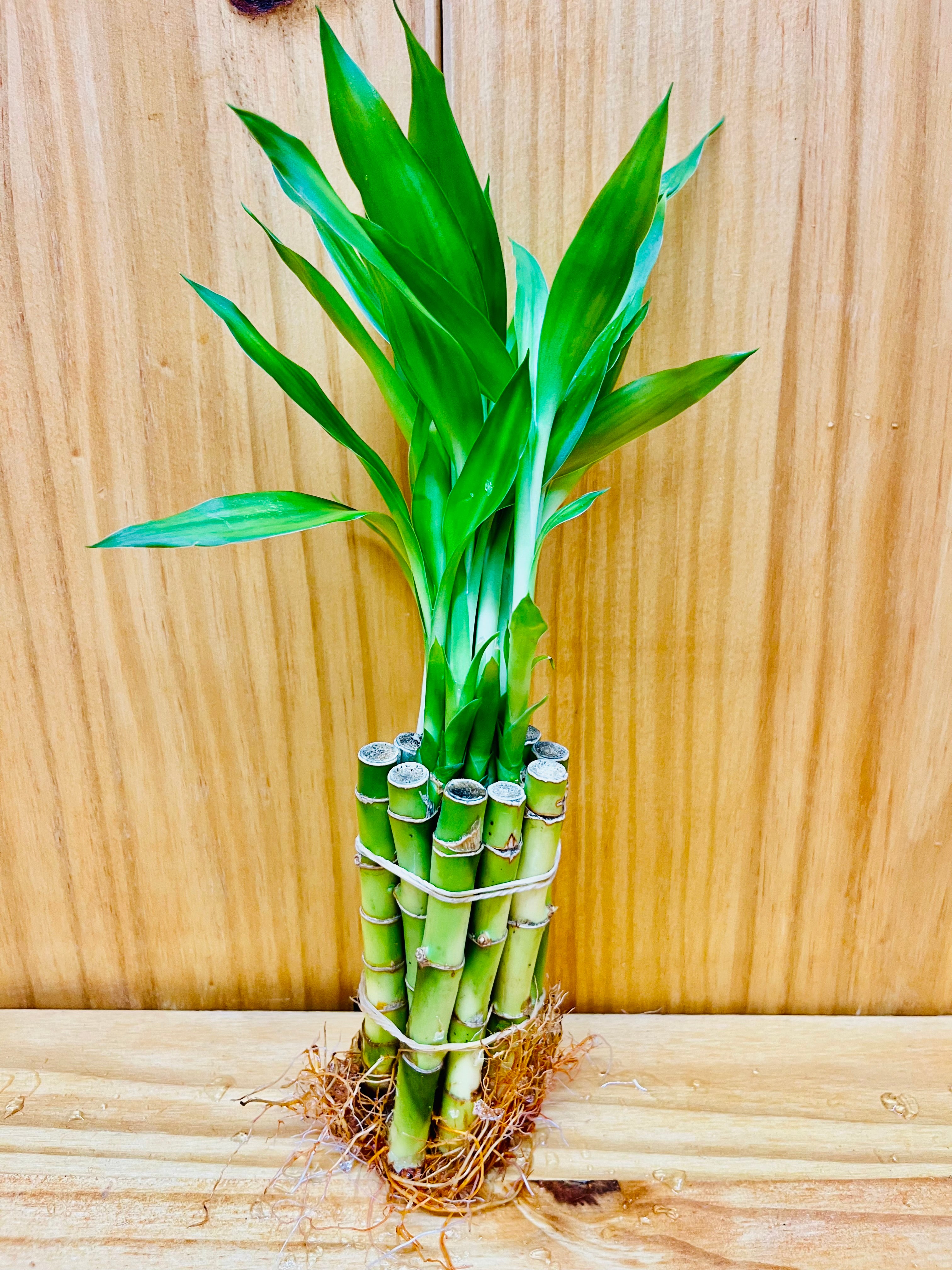 lucky bamboo at home Lucky Indoor Bamboo - Live Plant - Ships Bare Root - 4 Inch Straight Stalks