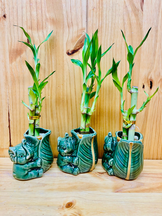 Lucky Bamboo in Ceramic Elephant Vase 3 Stem 6”6”8” Bamboo includes River Pebble Rocks