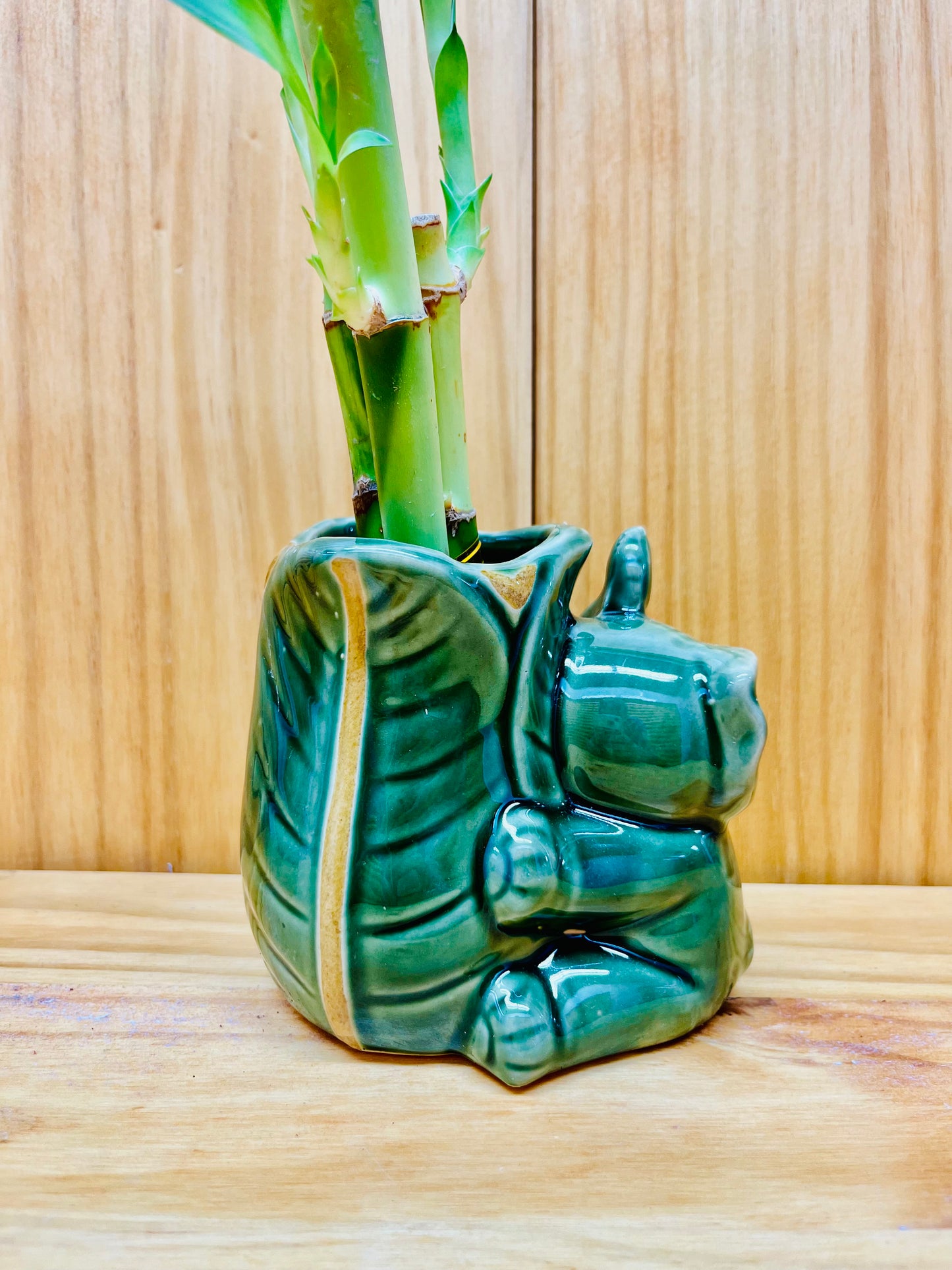 Lucky Bamboo in Ceramic Elephant Vase 3 Stem 6”6”8” Bamboo includes River Pebble Rocks