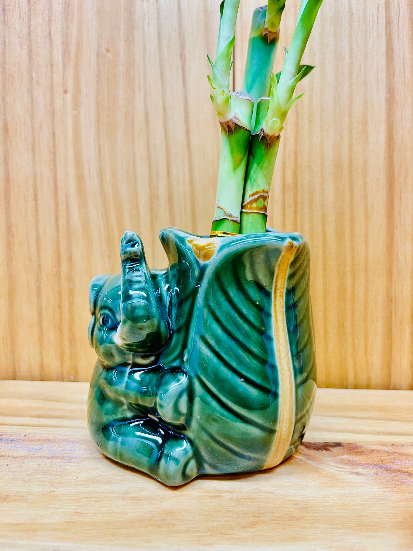 Lucky Bamboo in Ceramic Elephant Vase 3 Stem 6”6”8” Bamboo includes River Pebble Rocks