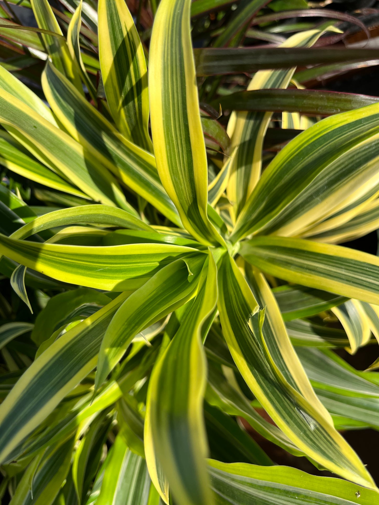 Paquete básico de tres plantas de fácil cuidado para plantas de interior. Planta Serpiente, Jade y Canción de la India de 4” incluye macetas con cubierta blanca