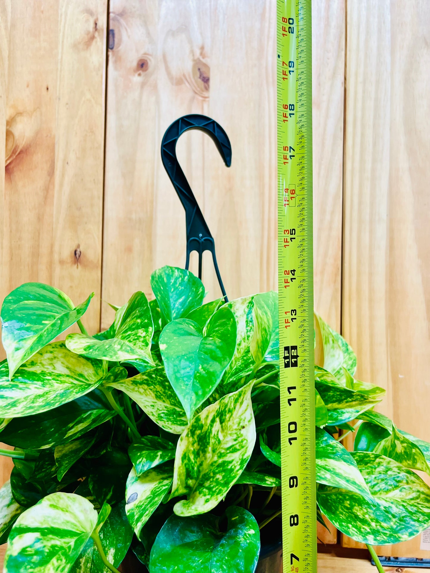 Golden Pothos 8” Hanging Basket