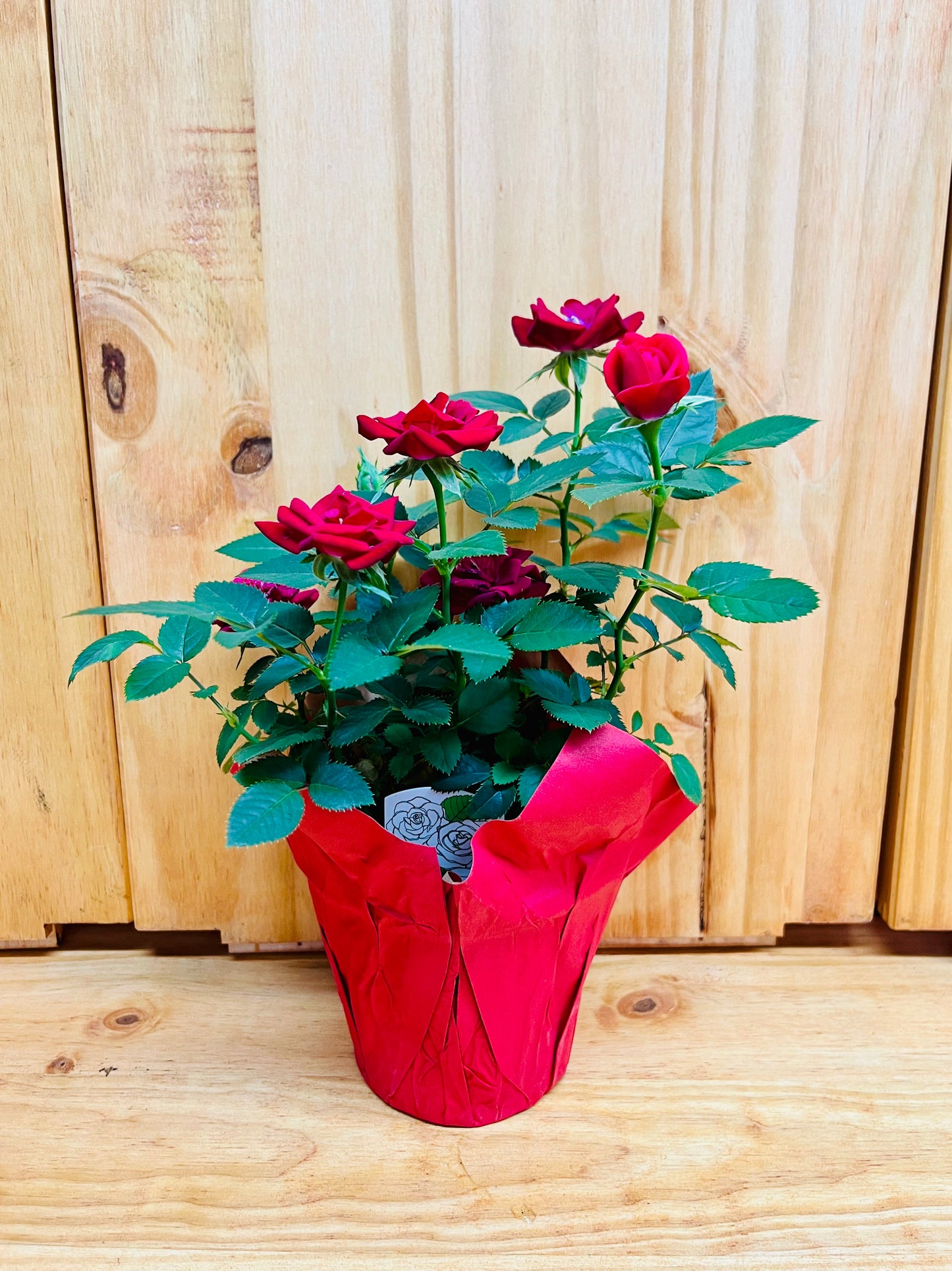 Miniature Rose Plant 4” includes Pot Cover