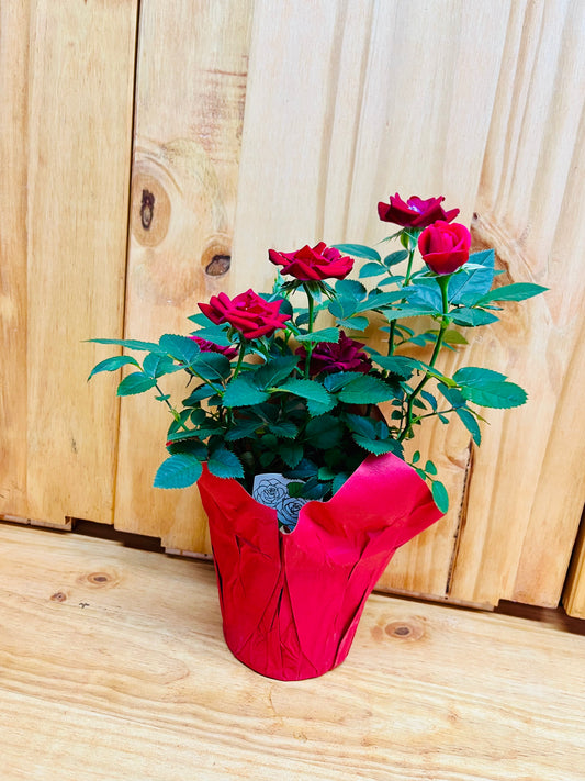 Miniature Rose Plant 4” includes Pot Cover