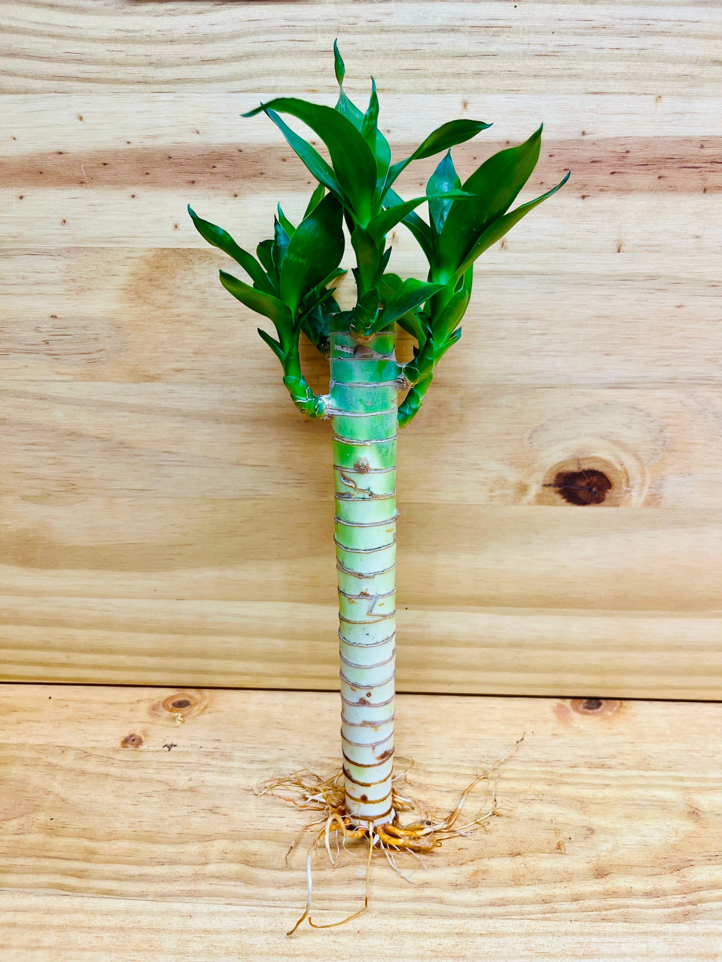 Lucky Lotus Bamboo One 8” Stem