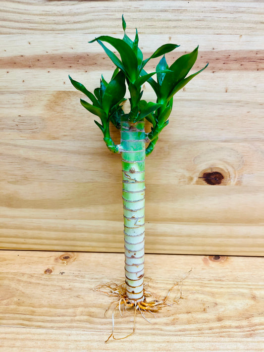 Vástago Lucky Lotus Bamboo One de 8"
