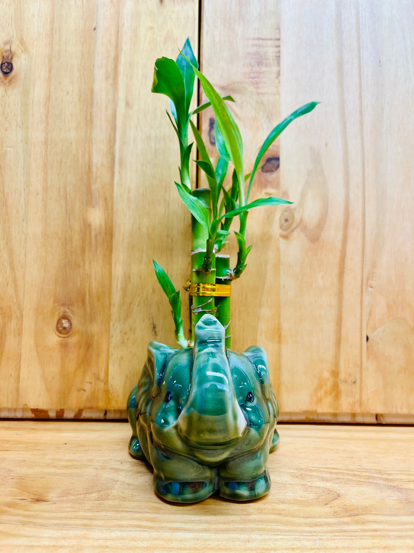 Elefante Lucky Bamboo de 4”4”6” en jarrón de cerámica que incluye rocas de río