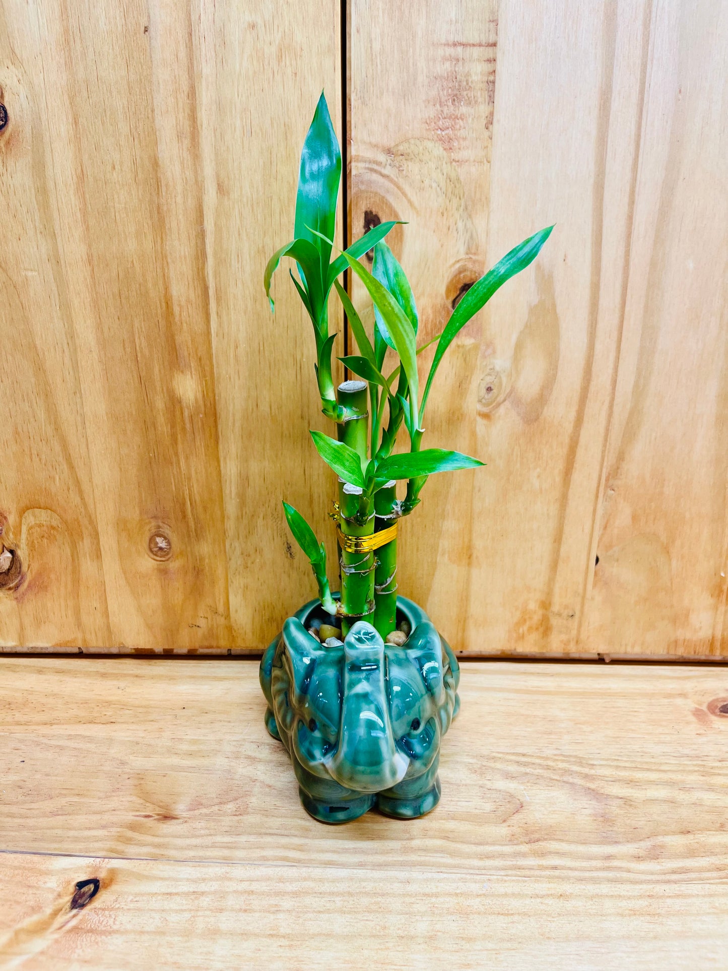 Elefante Lucky Bamboo de 4”4”6” en jarrón de cerámica que incluye rocas de río