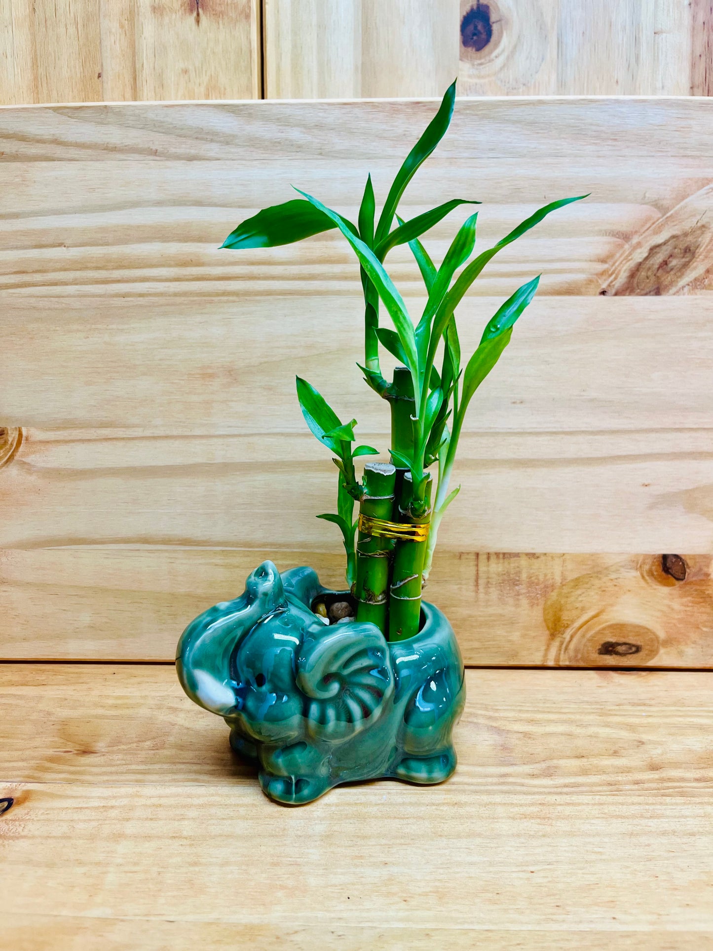 Elefante Lucky Bamboo de 4”4”6” en jarrón de cerámica que incluye rocas de río