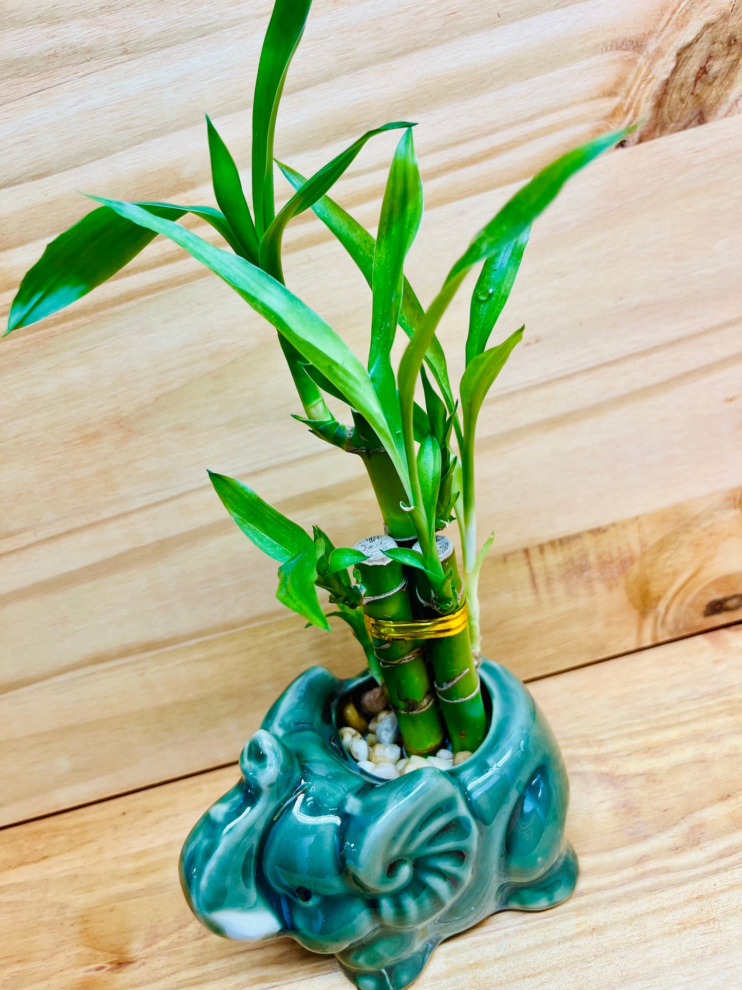Elefante Lucky Bamboo de 4”4”6” en jarrón de cerámica que incluye rocas de río