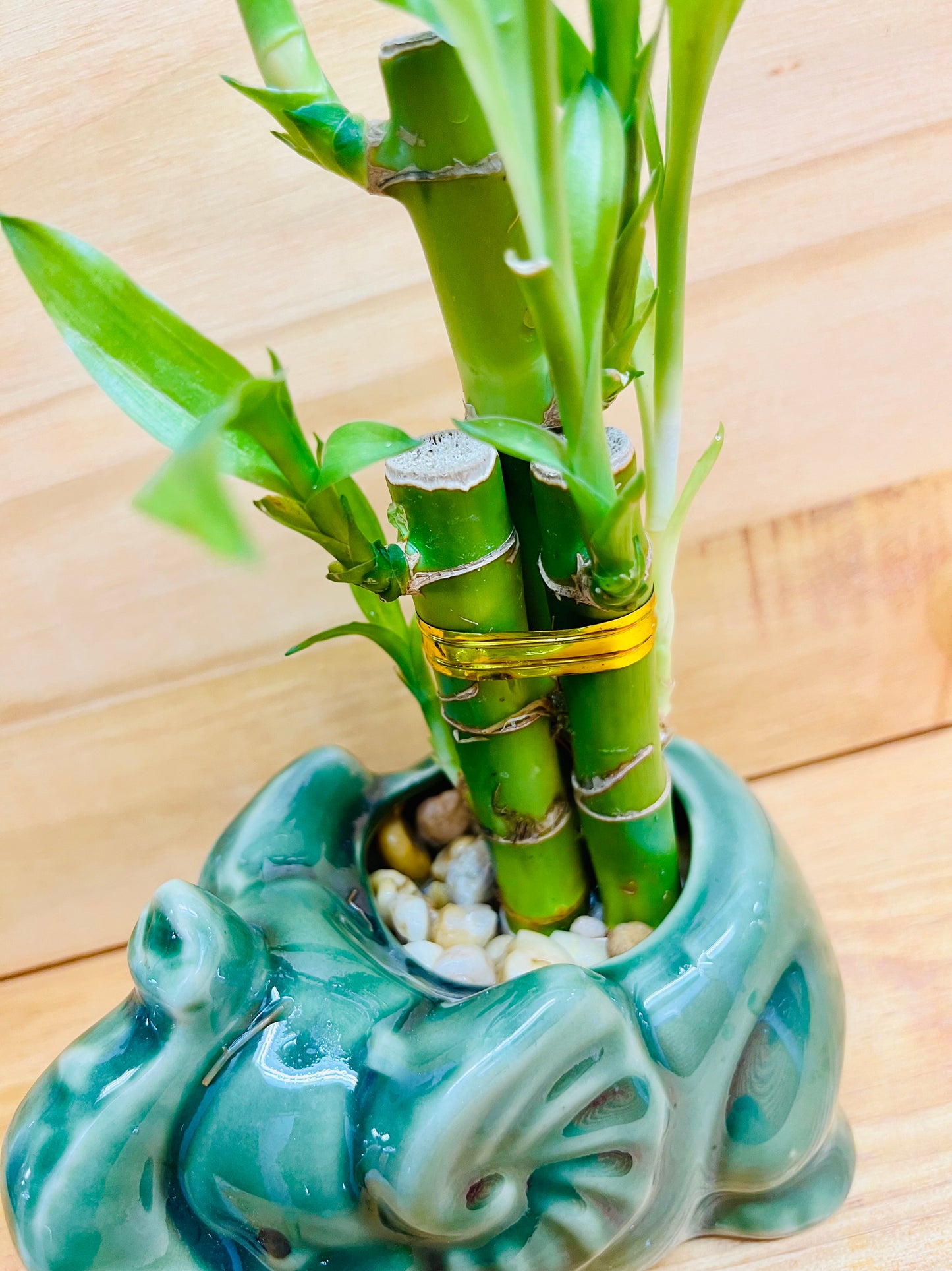Elefante Lucky Bamboo de 4”4”6” en jarrón de cerámica que incluye rocas de río