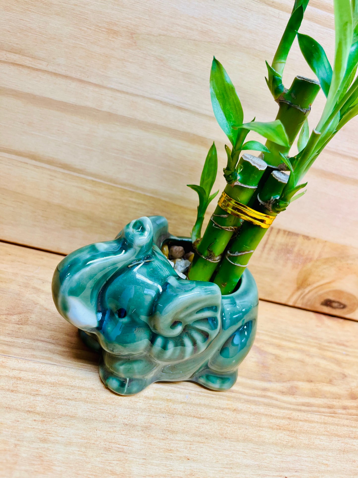 Elefante Lucky Bamboo de 4”4”6” en jarrón de cerámica que incluye rocas de río